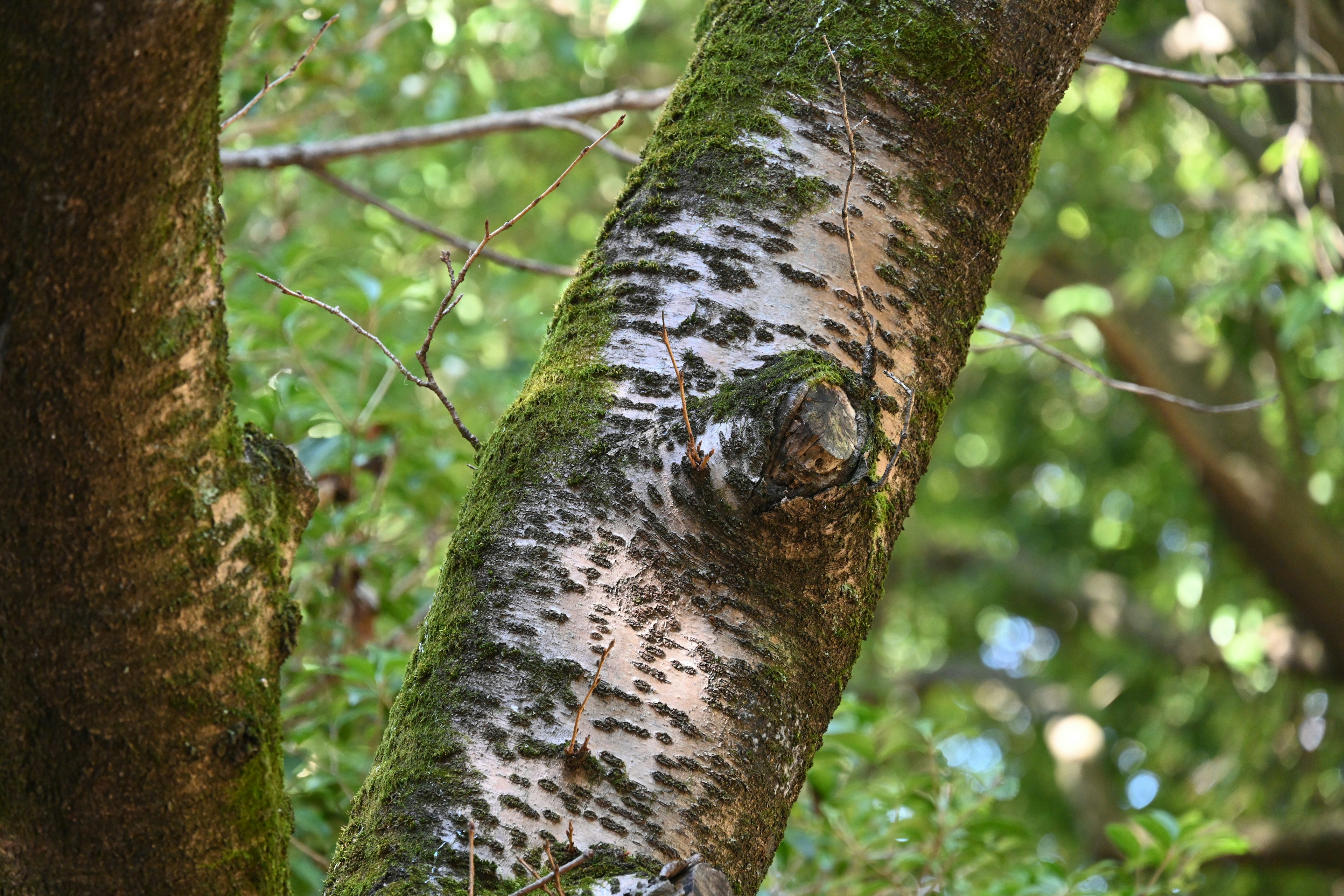 Textura detallada de un tronco de árbol con fondo verde