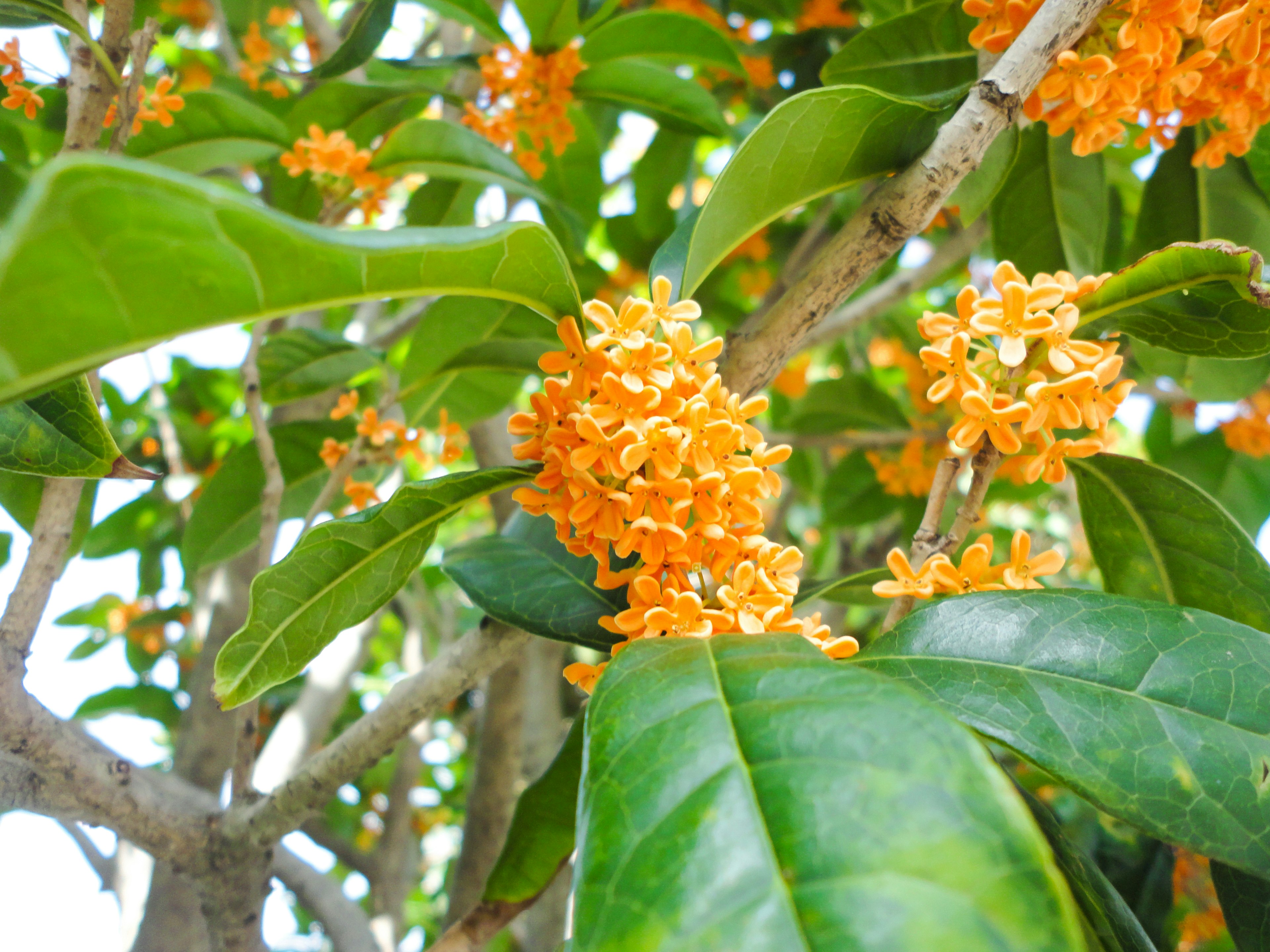 Close-up pohon dengan daun hijau dan kumpulan bunga oranye