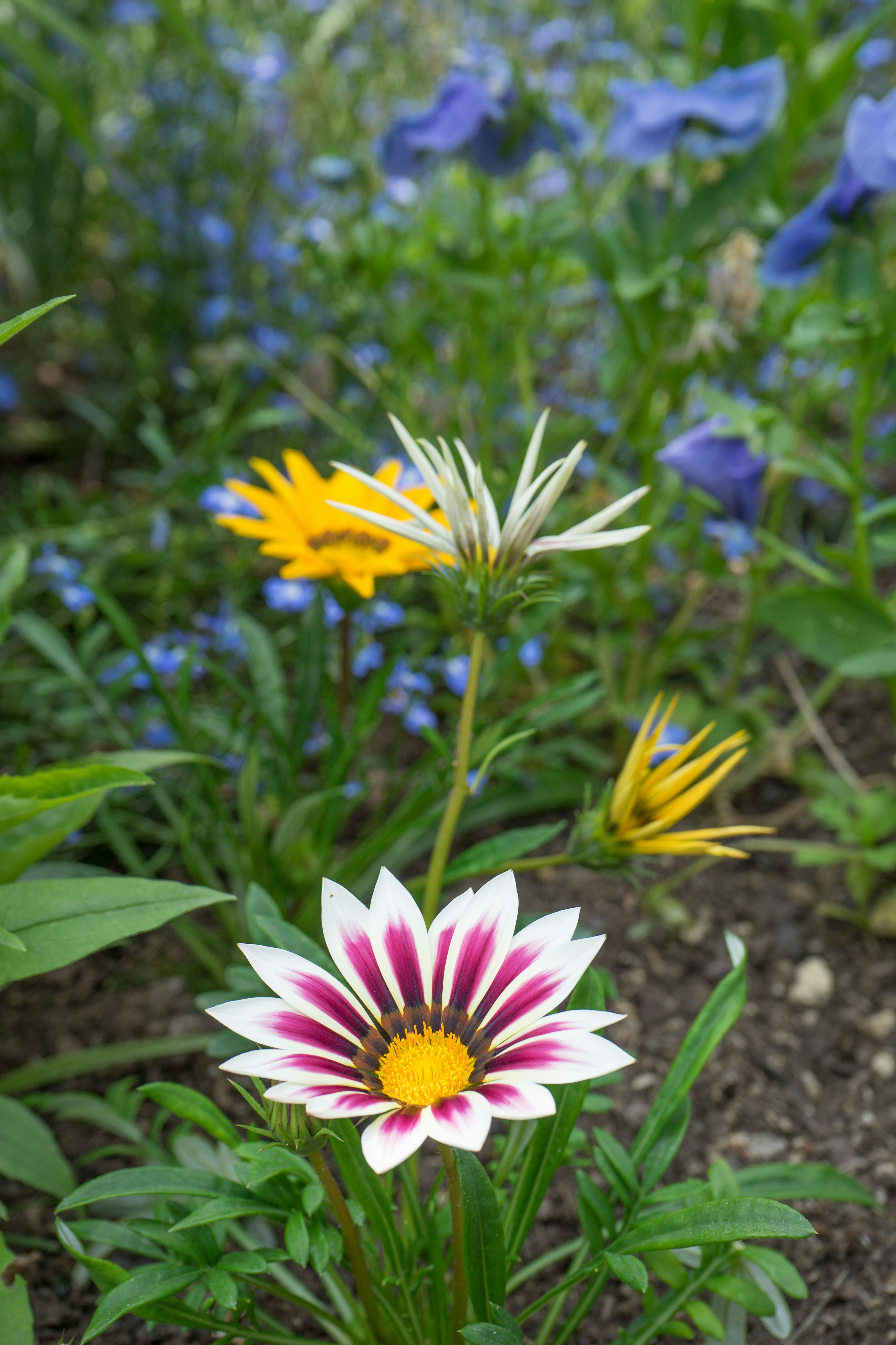 Colorful flowers in a garden scene with a prominent white and purple flower in the foreground