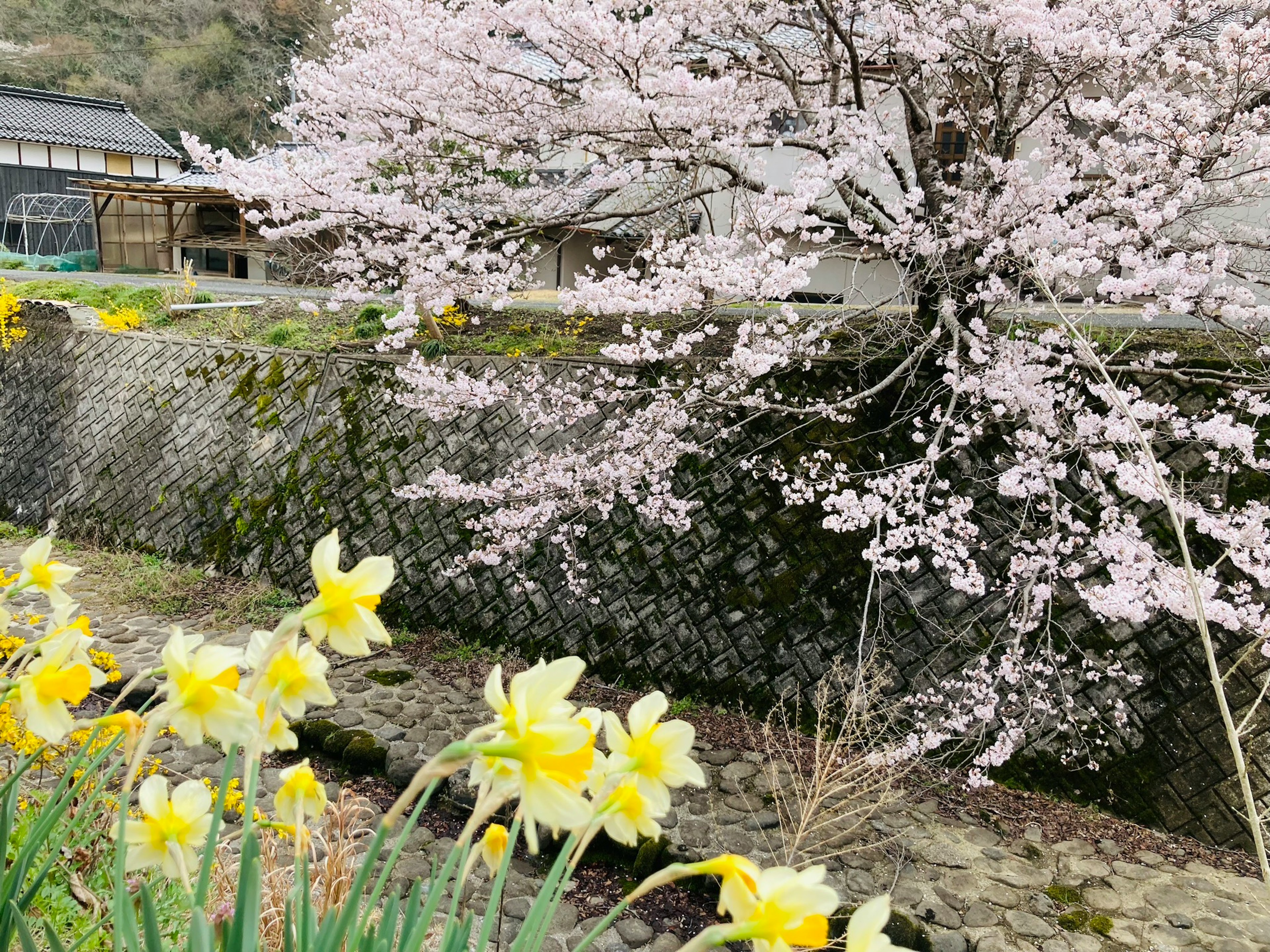 Landscape featuring cherry blossom tree and yellow daffodils