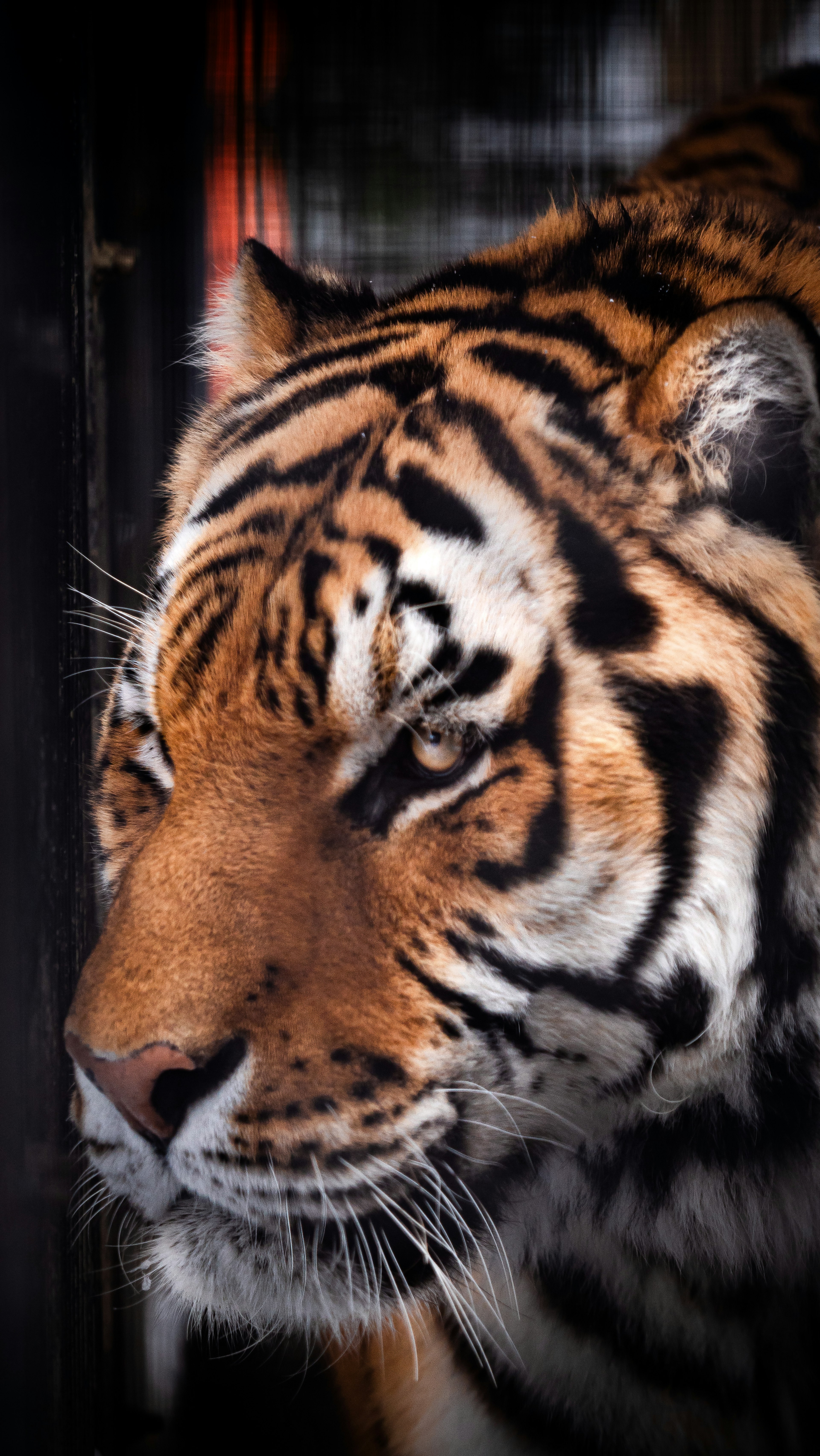 Close-up of a tiger's face featuring orange fur and black stripes