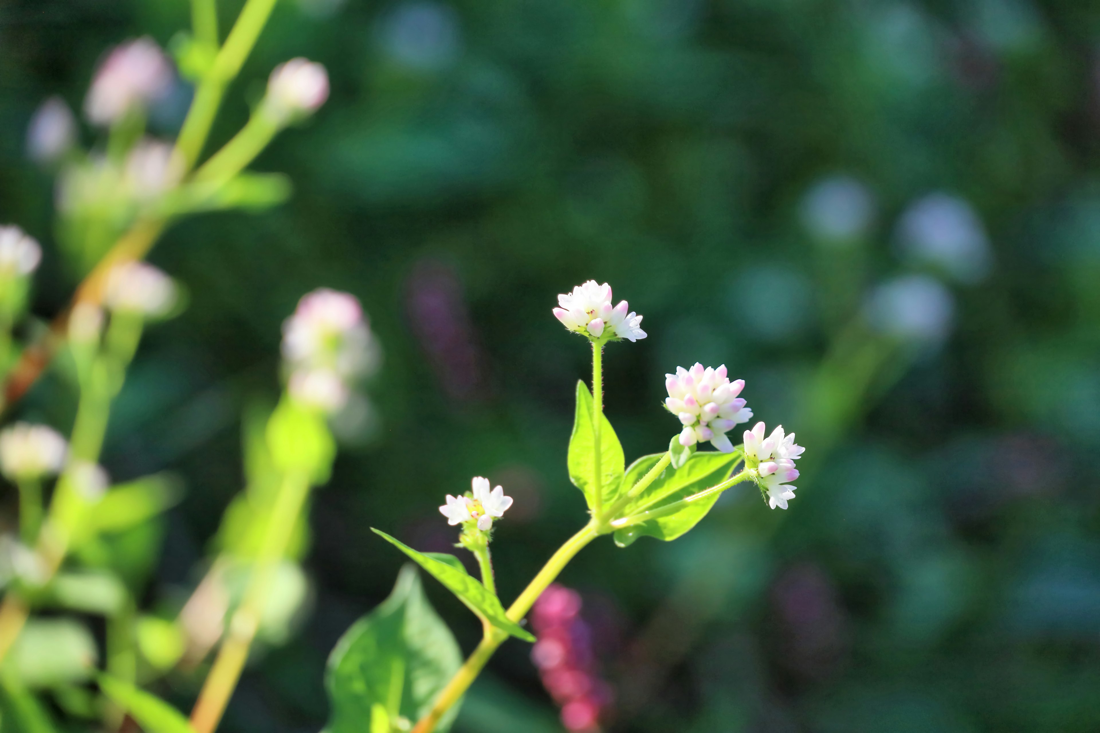 Gros plan de petites fleurs blanches sur un fond vert