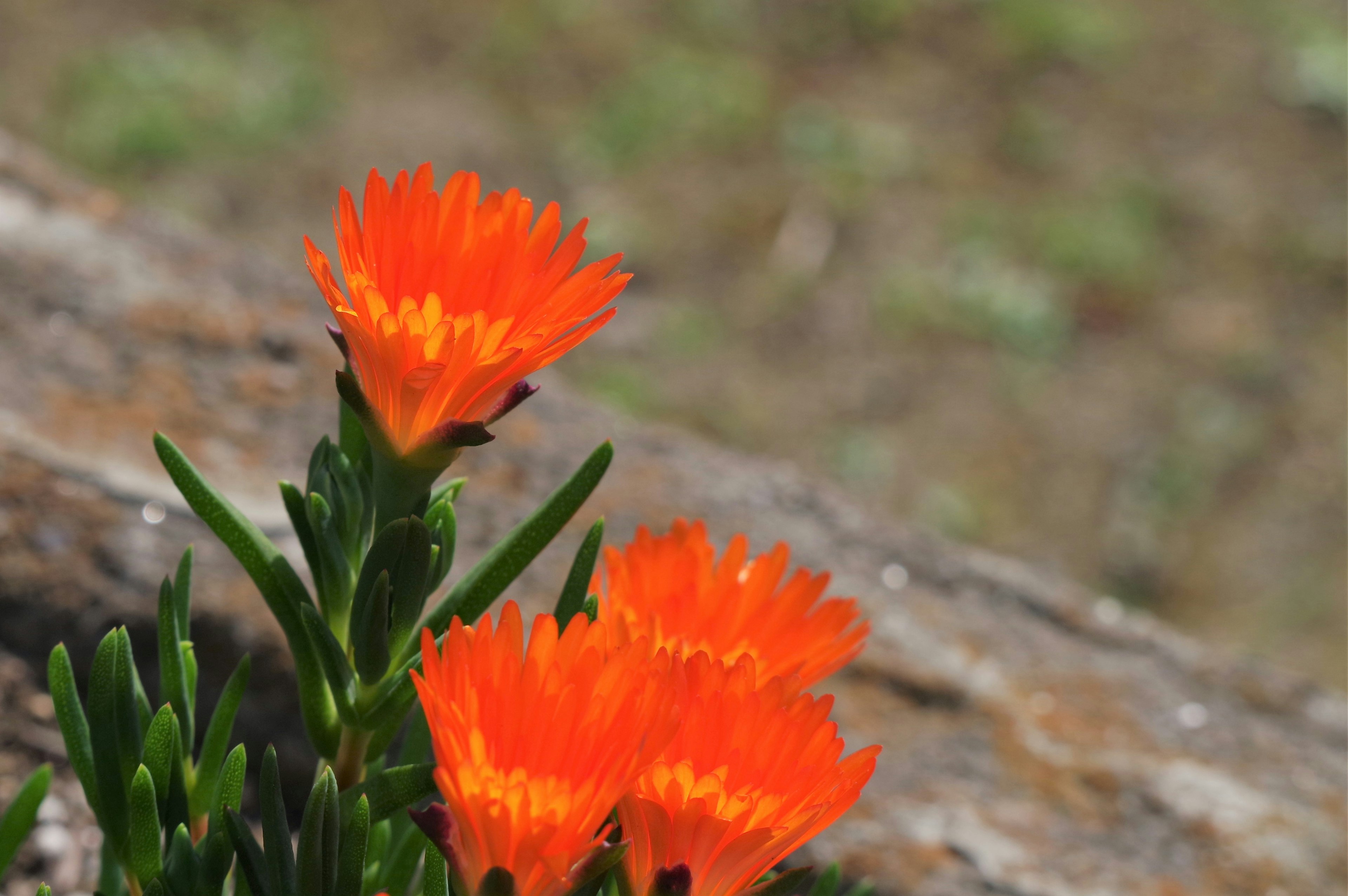 鮮やかなオレンジ色の花が岩の近くに咲いている