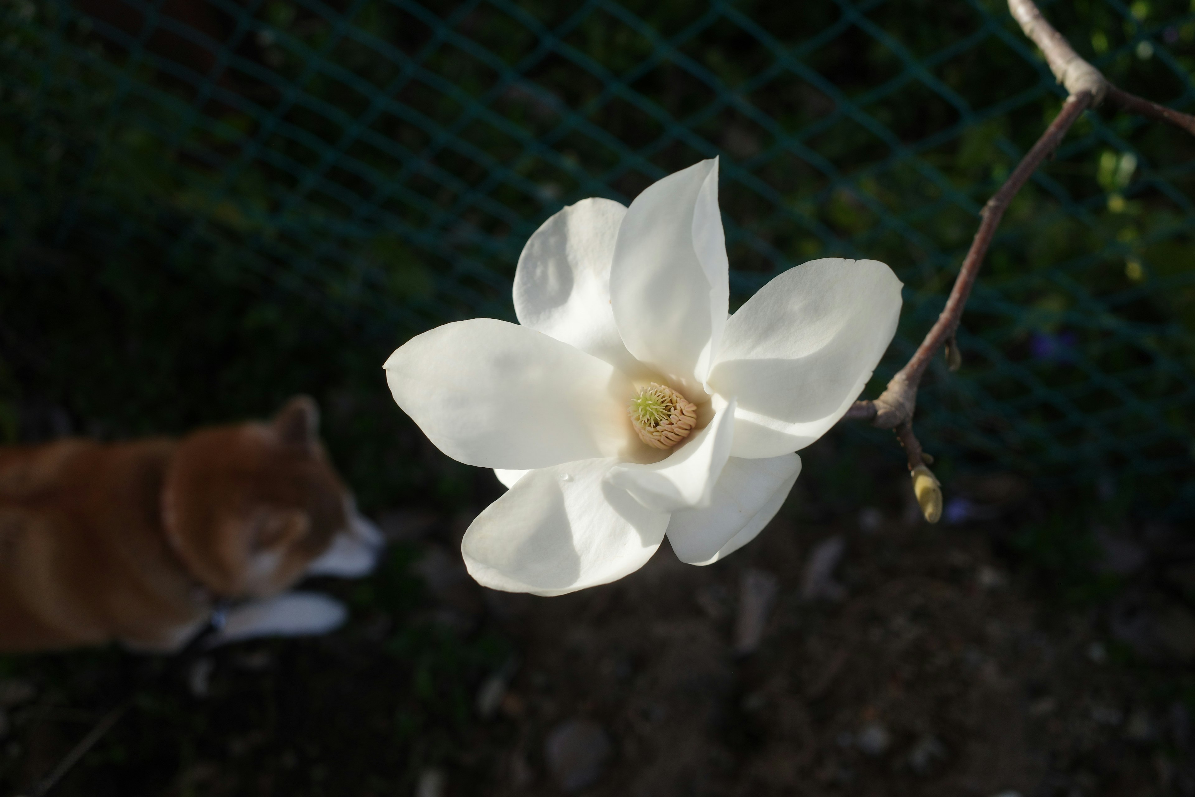 Una flor de magnolia blanca contra un fondo borroso con un perro