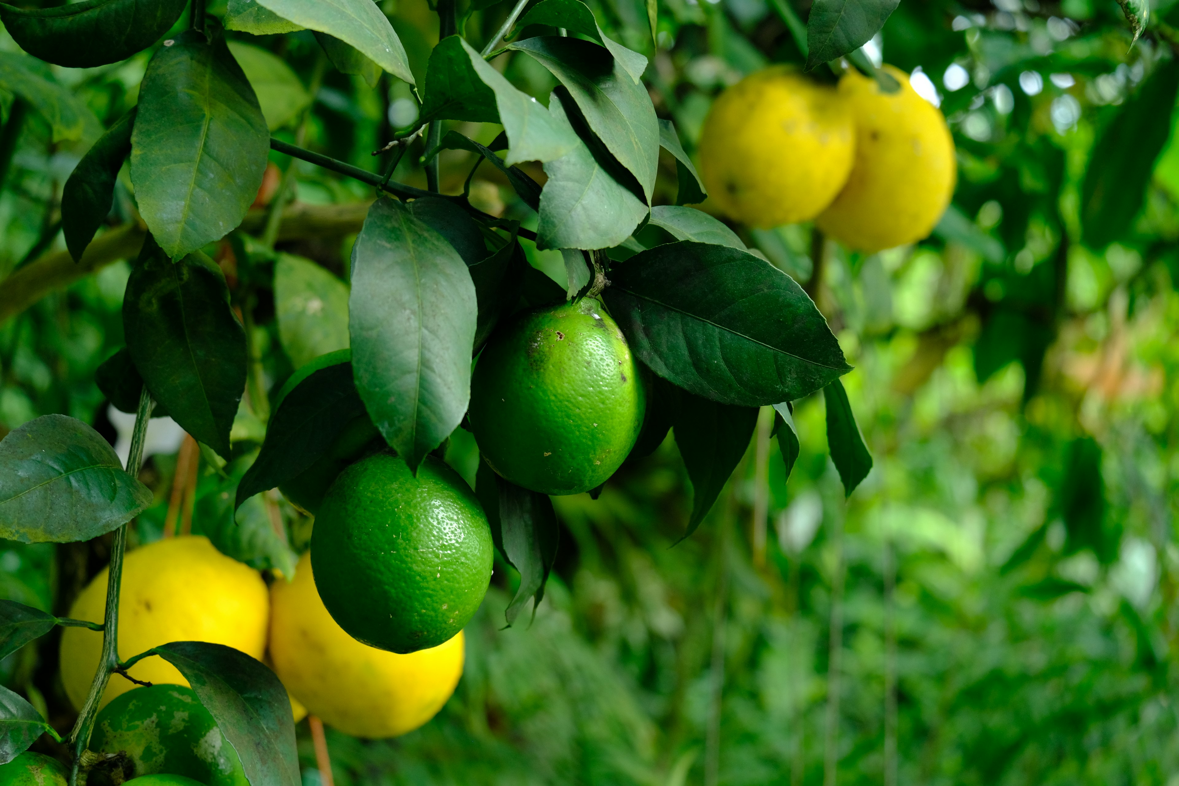 Green and yellow oranges hanging on a tree