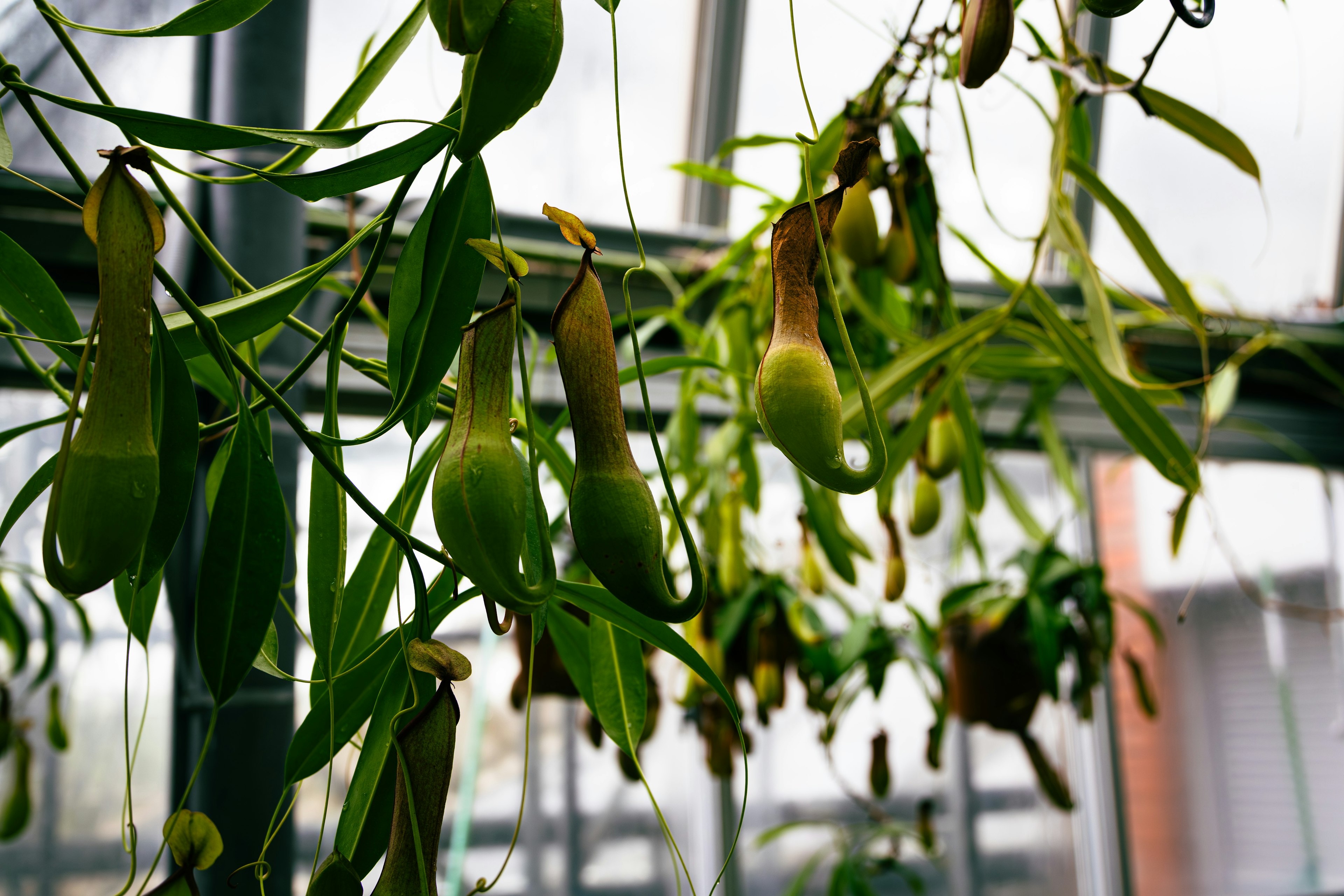 グリーンハウスの中にぶら下がる食虫植物のウツボカズラ