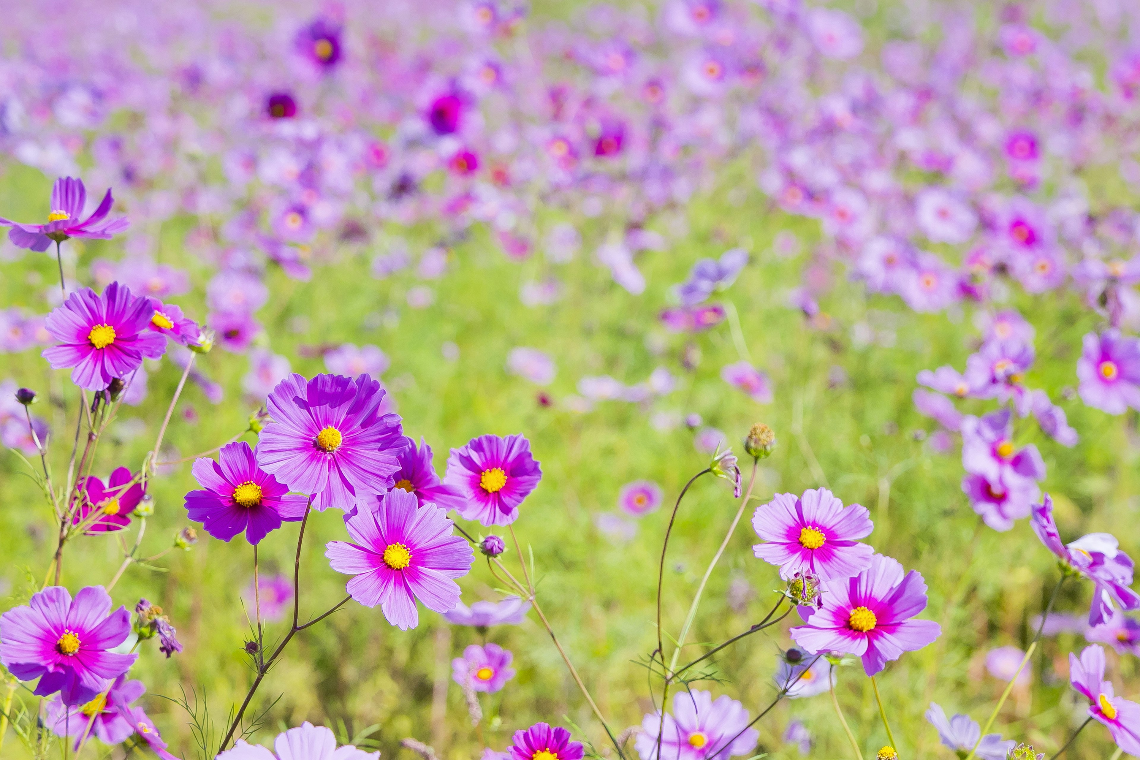 Un bellissimo campo di fiori pieno di fiori viola in fiore