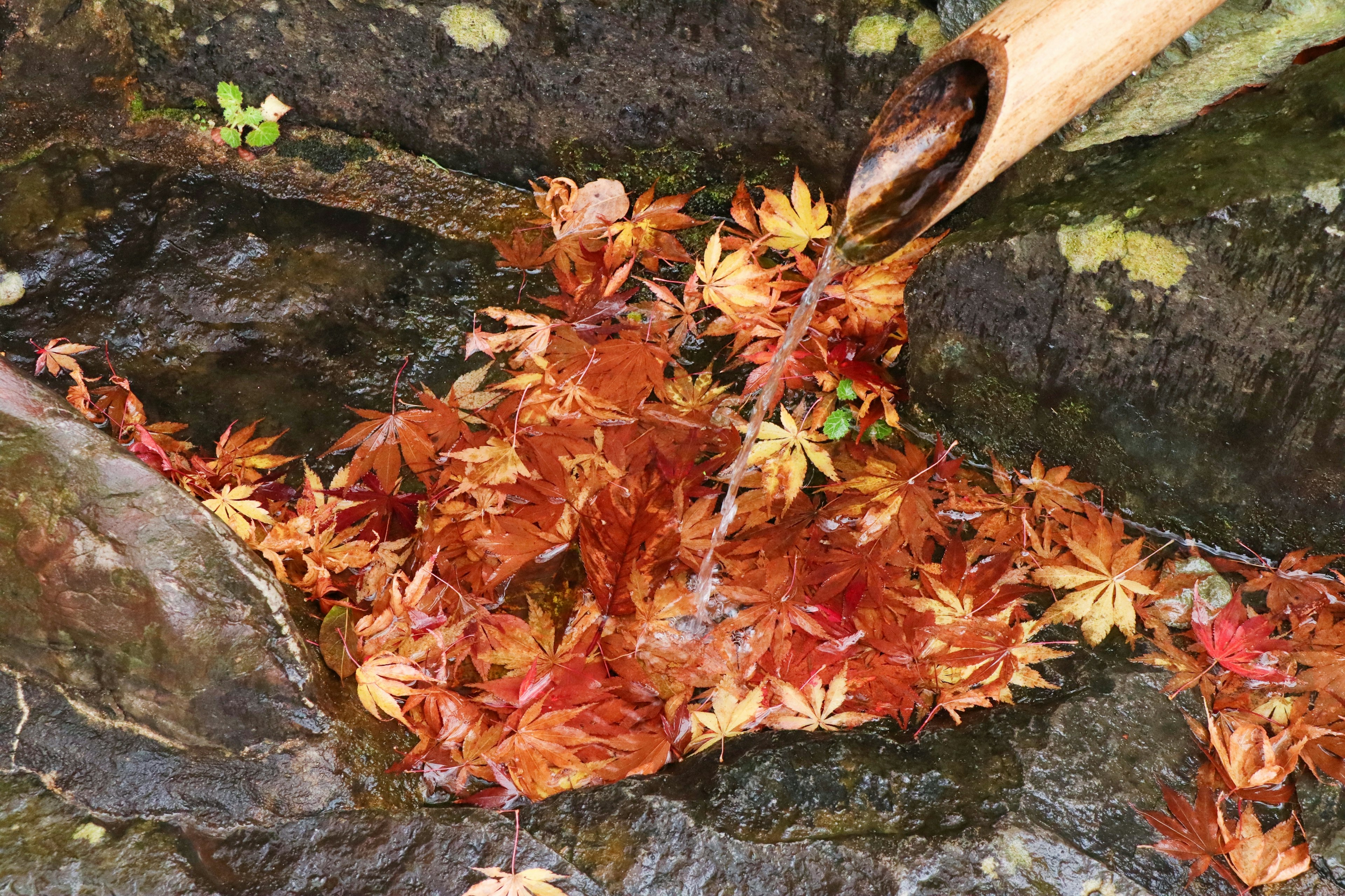 Feuilles d'érable rouges flottant dans un ruisseau