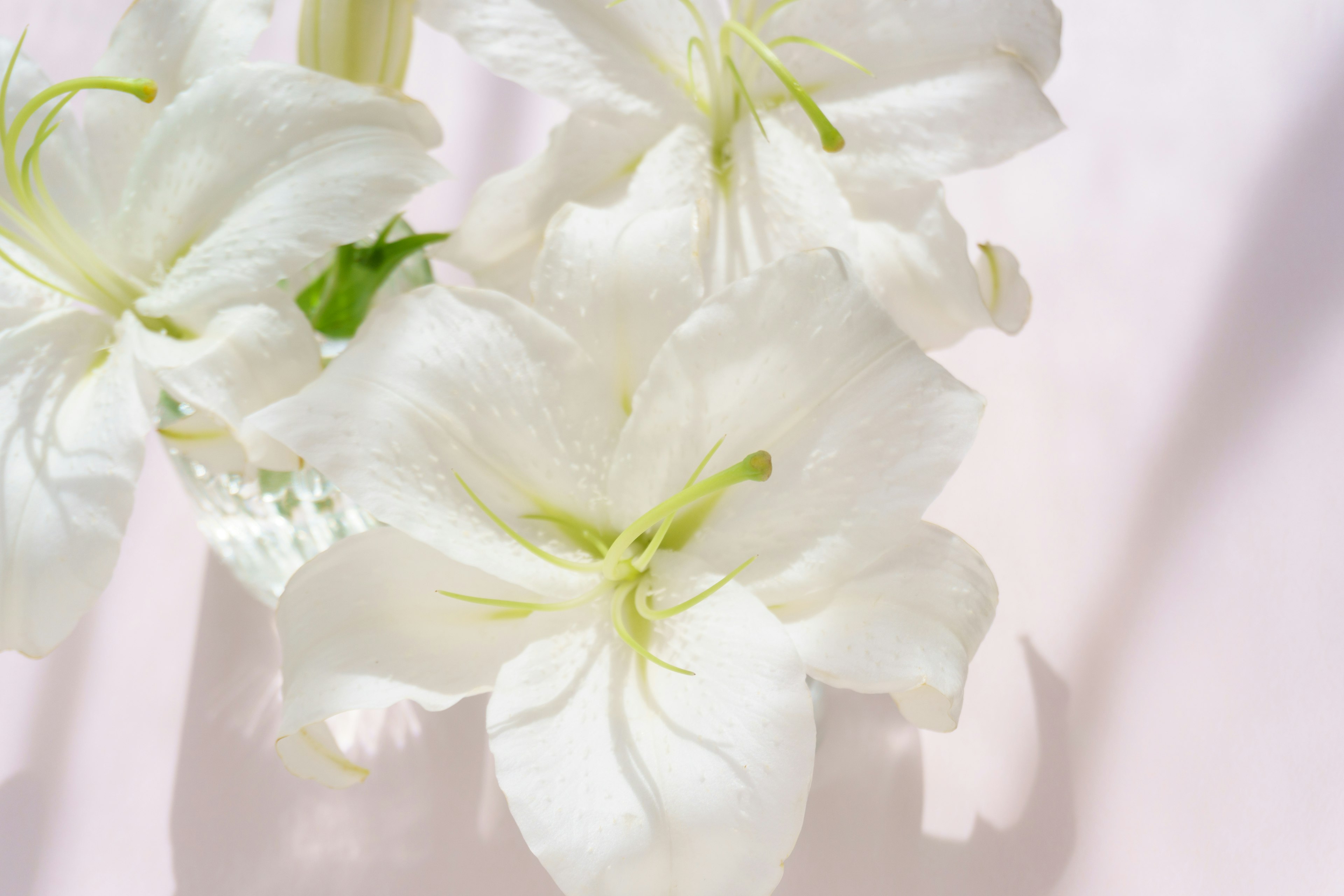 Nahaufnahme von weißen Blumen mit zarten Blütenblättern vor einem sanften rosa Hintergrund