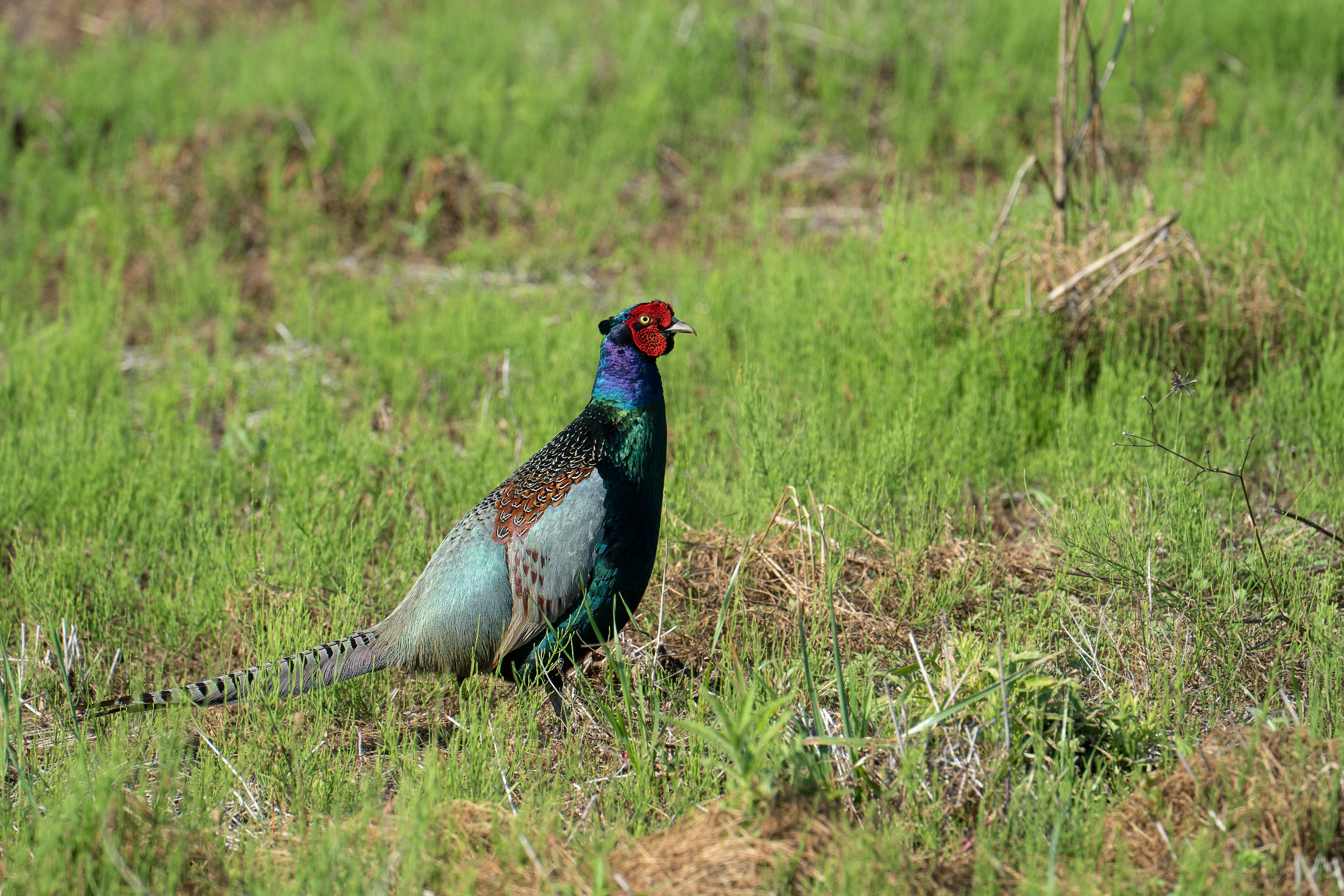 A colorful pheasant standing in a lush green field