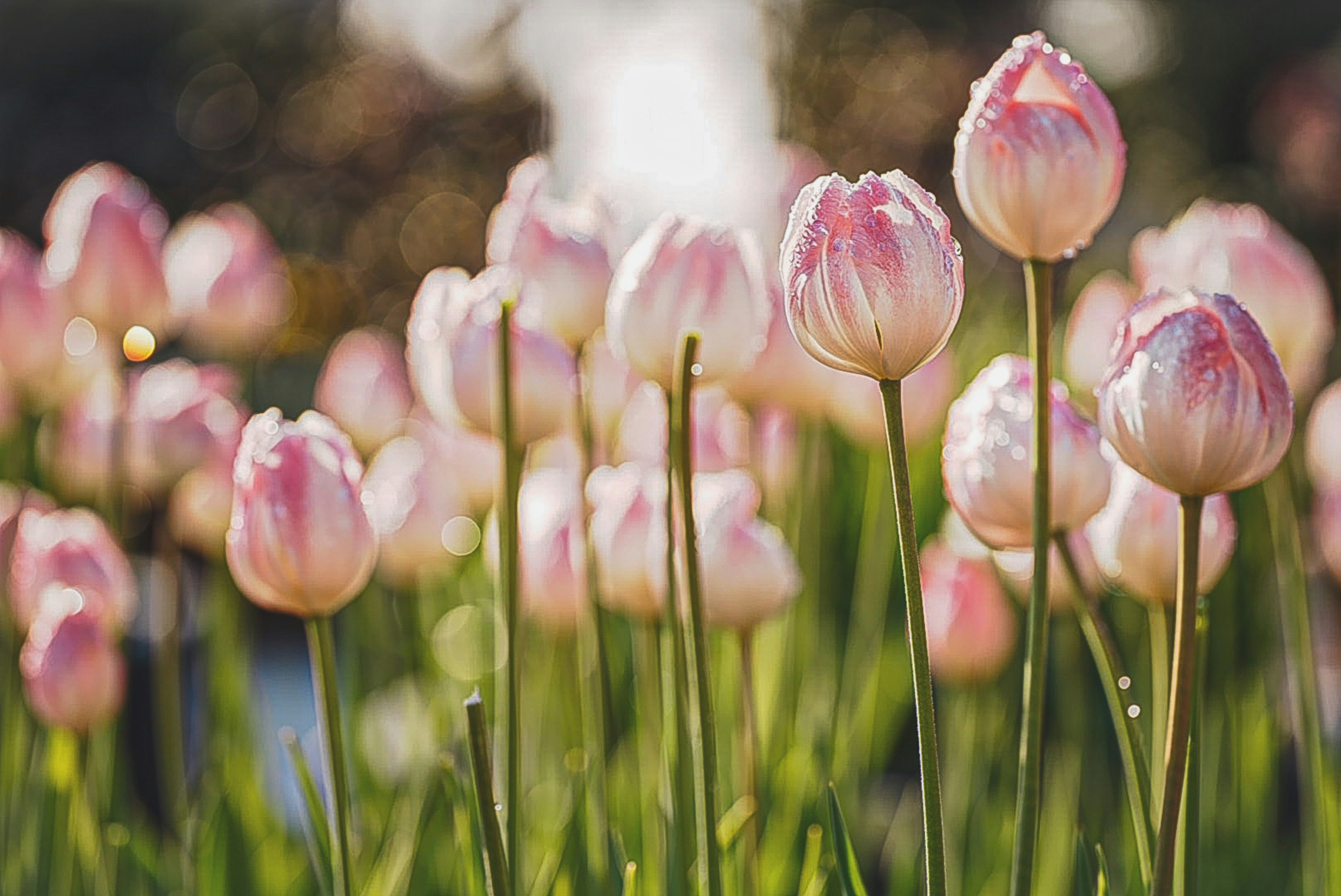 Champ de tulipes roses pâles en fleurs