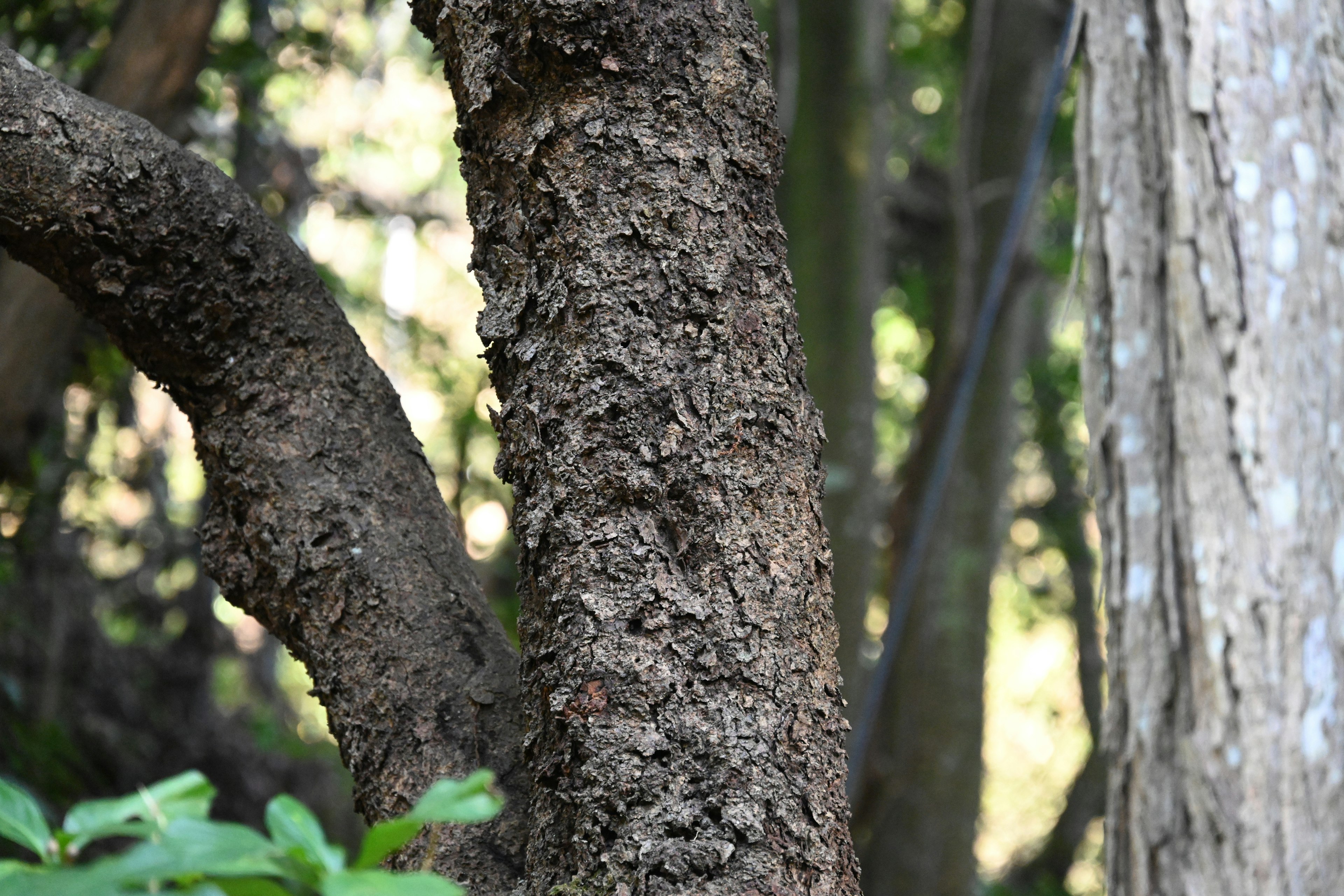 Texture dettagliata di un tronco d'albero in un ambiente naturale