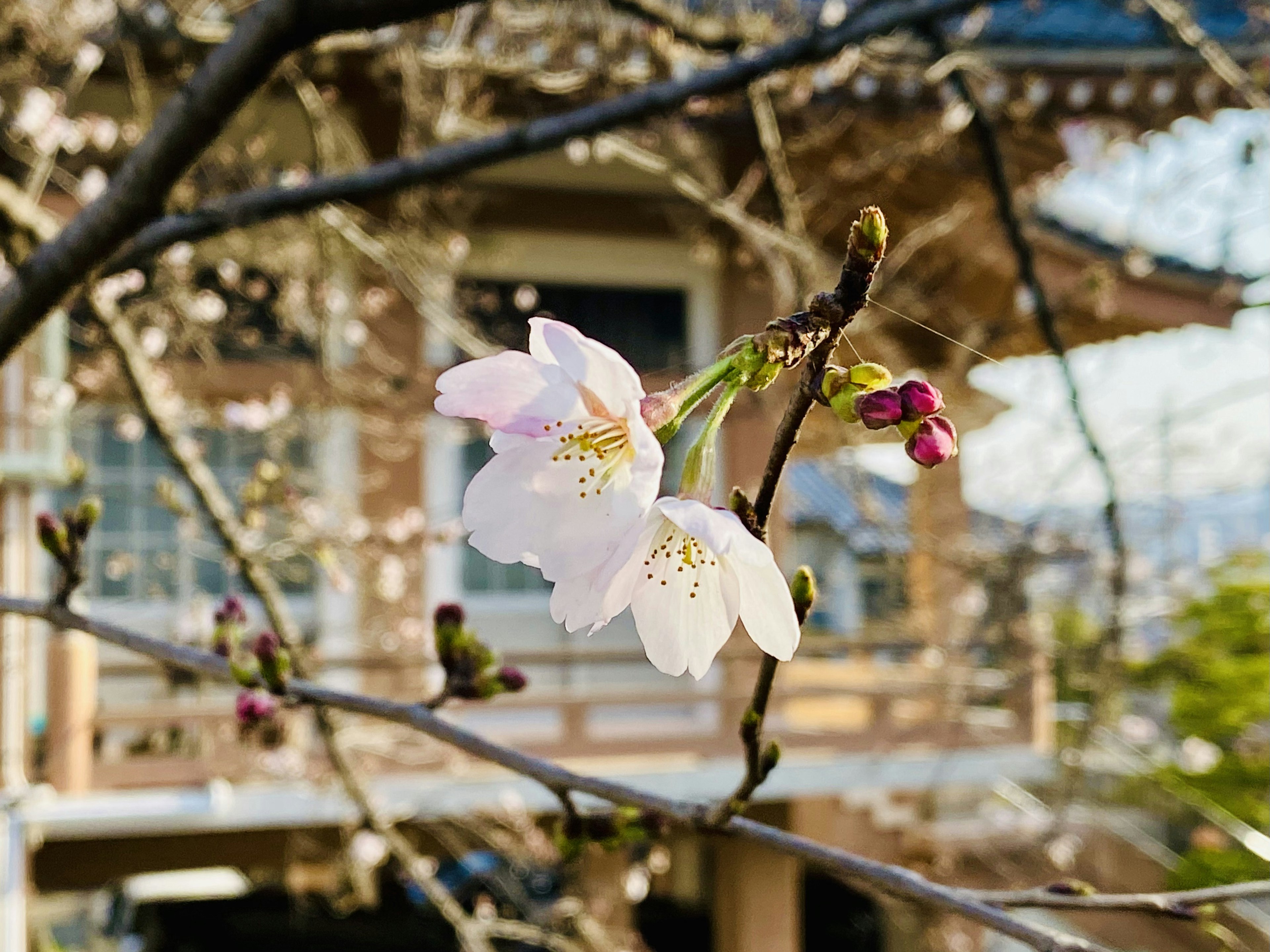 Fleurs de cerisier magnifiques sur une branche avec un bâtiment traditionnel en arrière-plan