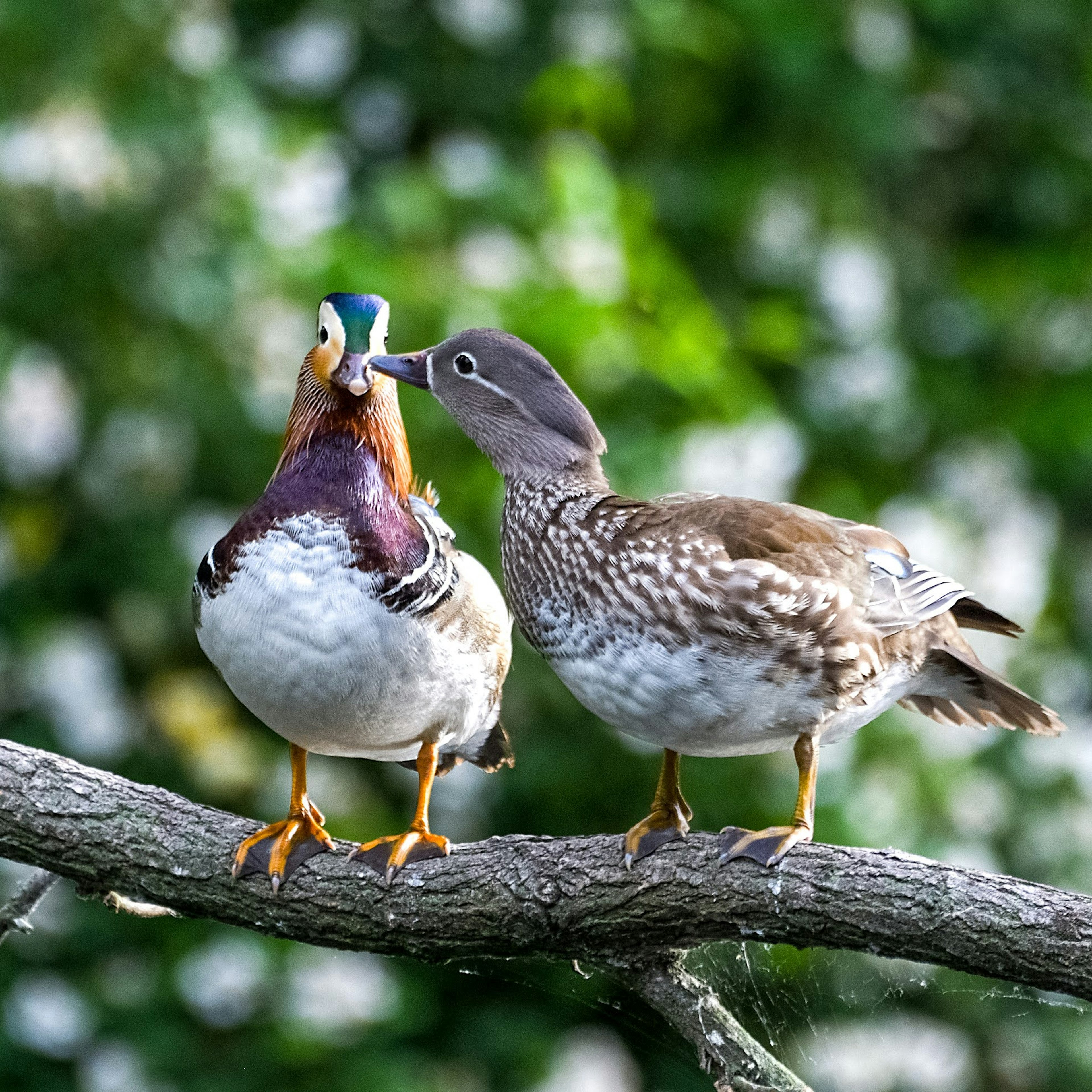 Ein Paar Enten, das auf einem Ast sitzt, zeigt lebendige Gefieder und liebevolles Verhalten