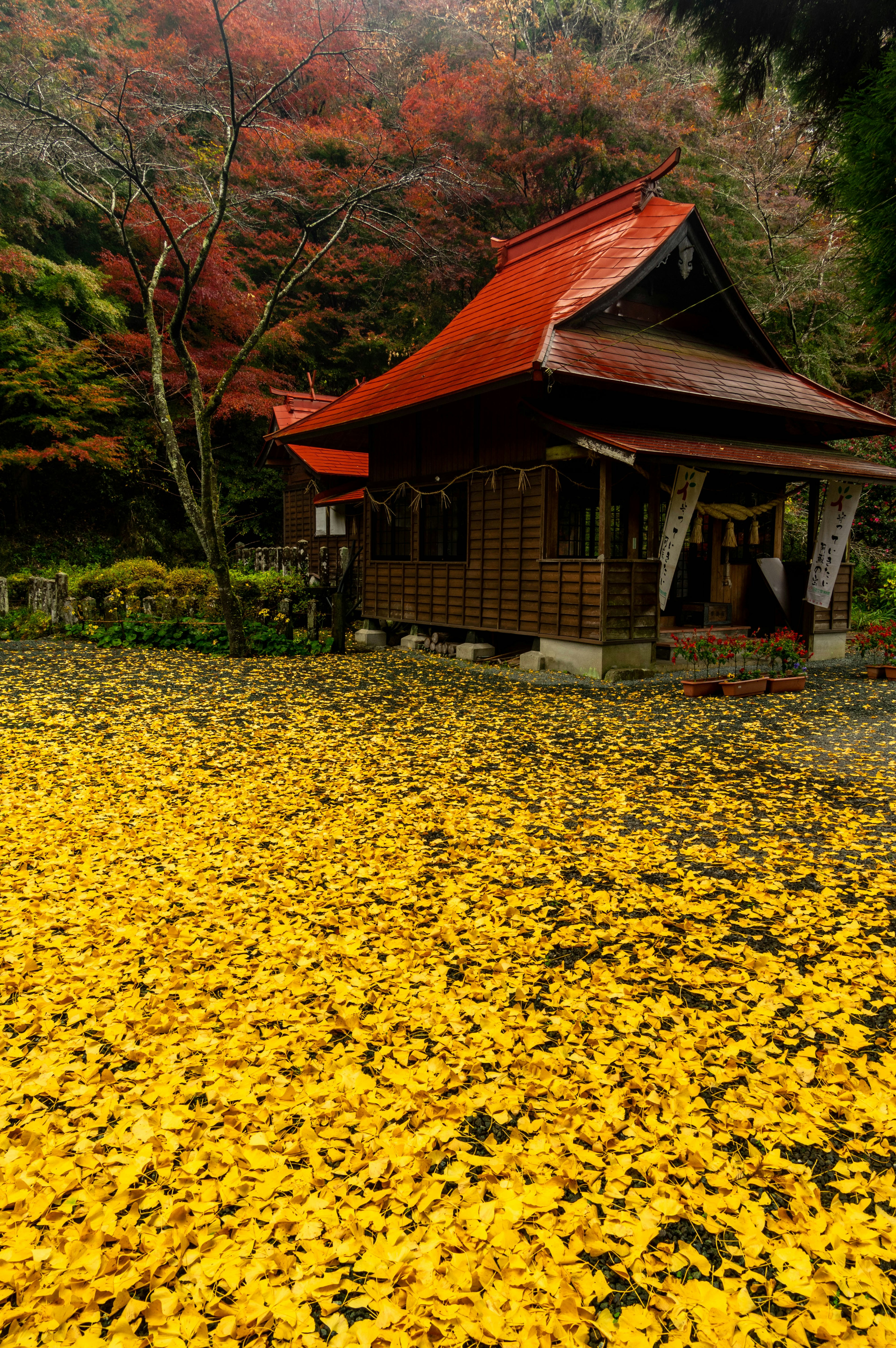 Rumah tradisional Jepang dengan atap merah dikelilingi oleh taman yang ditutupi daun kuning