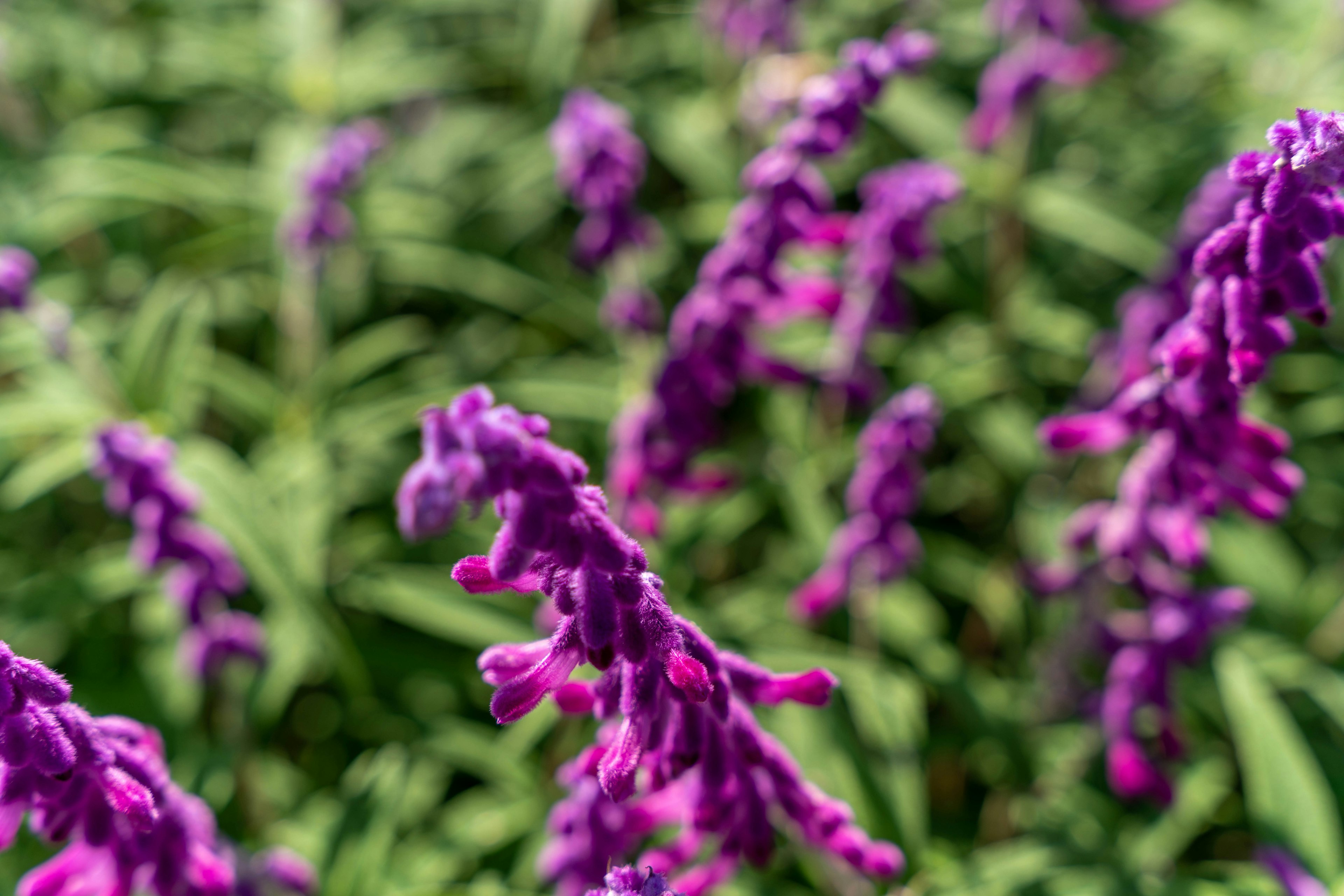 Close-up photo of purple flowers blooming in green foliage