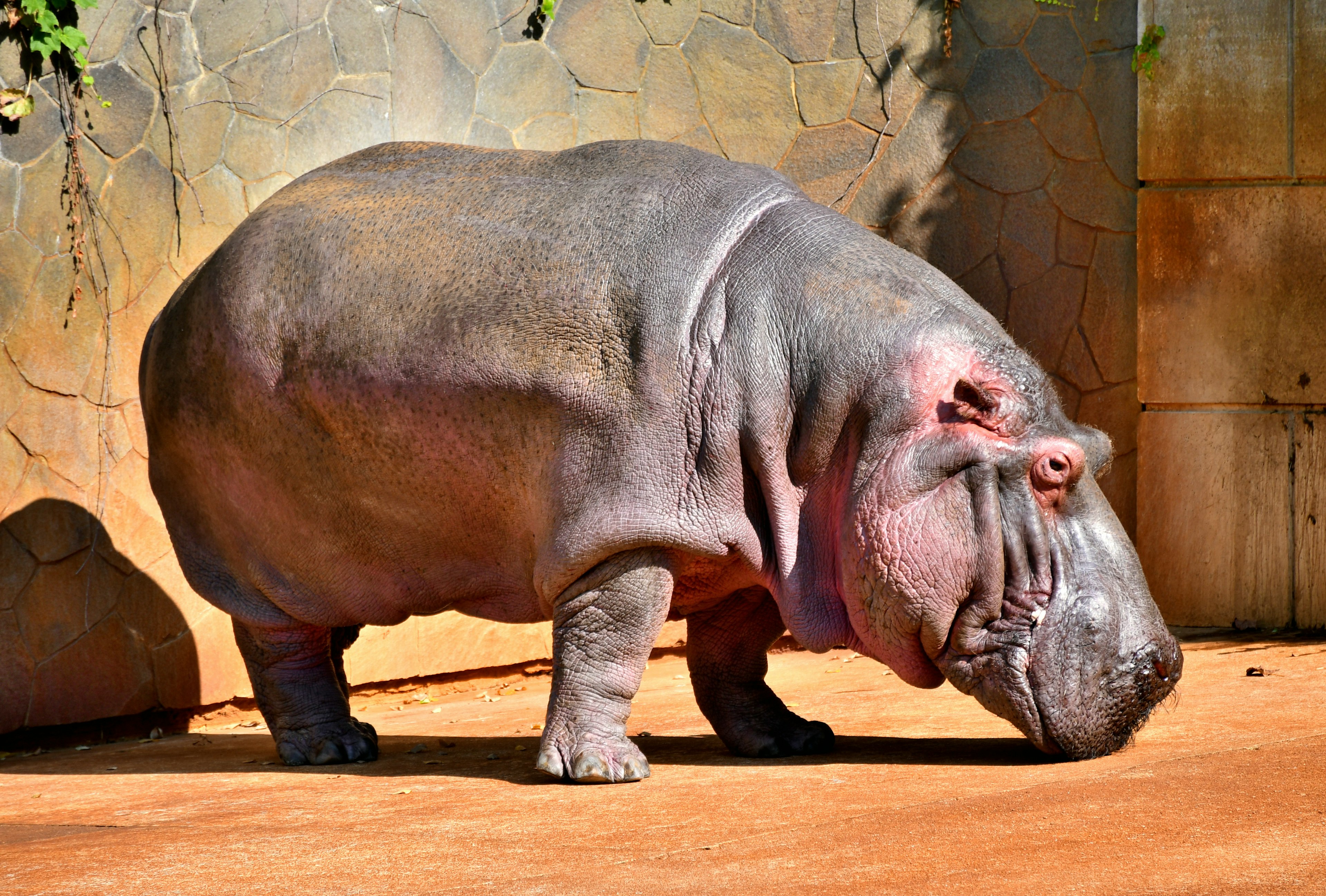 A hippopotamus standing in a zoo with a textured wall behind