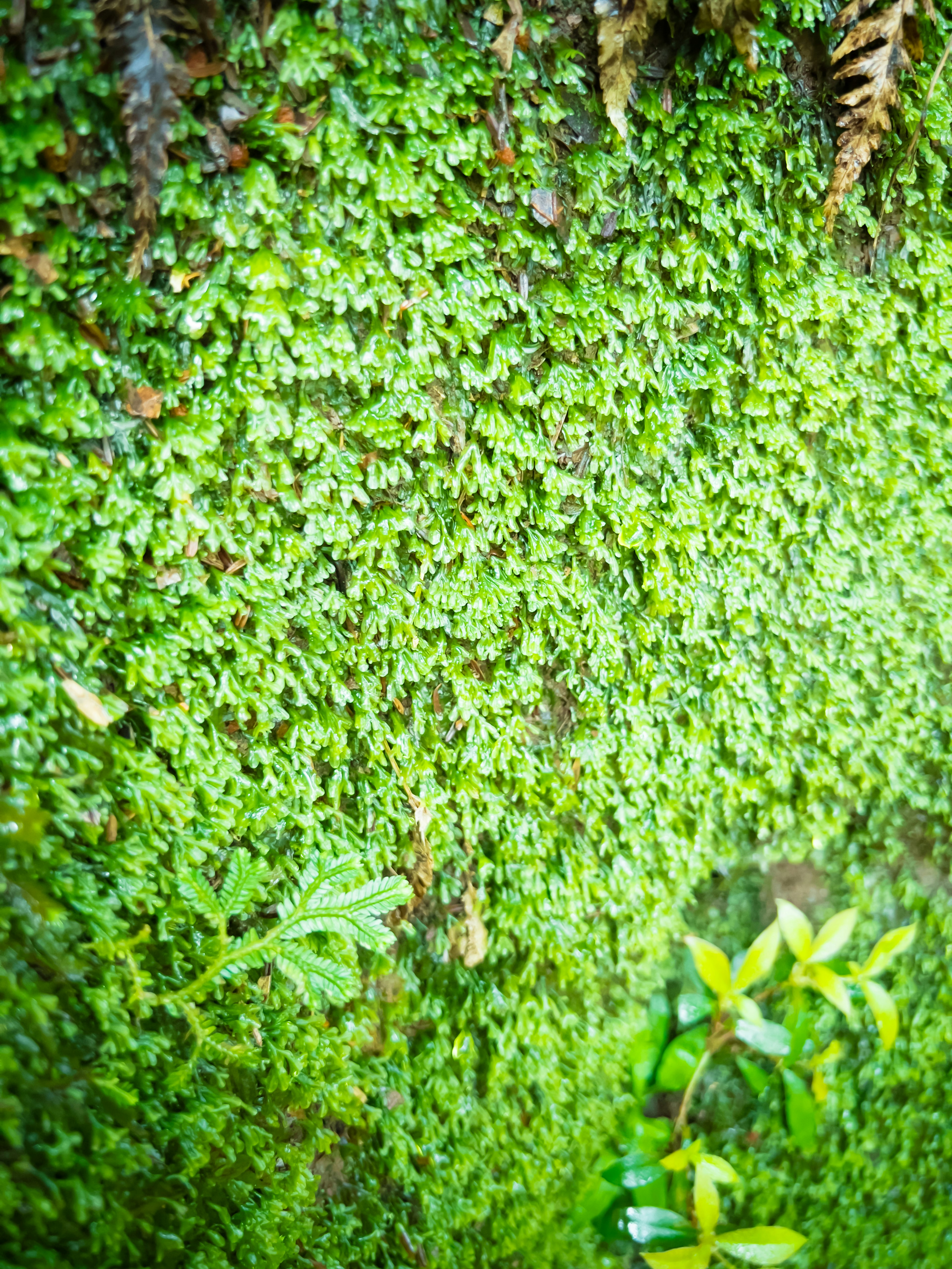 Primo piano di un muro coperto di muschio verde