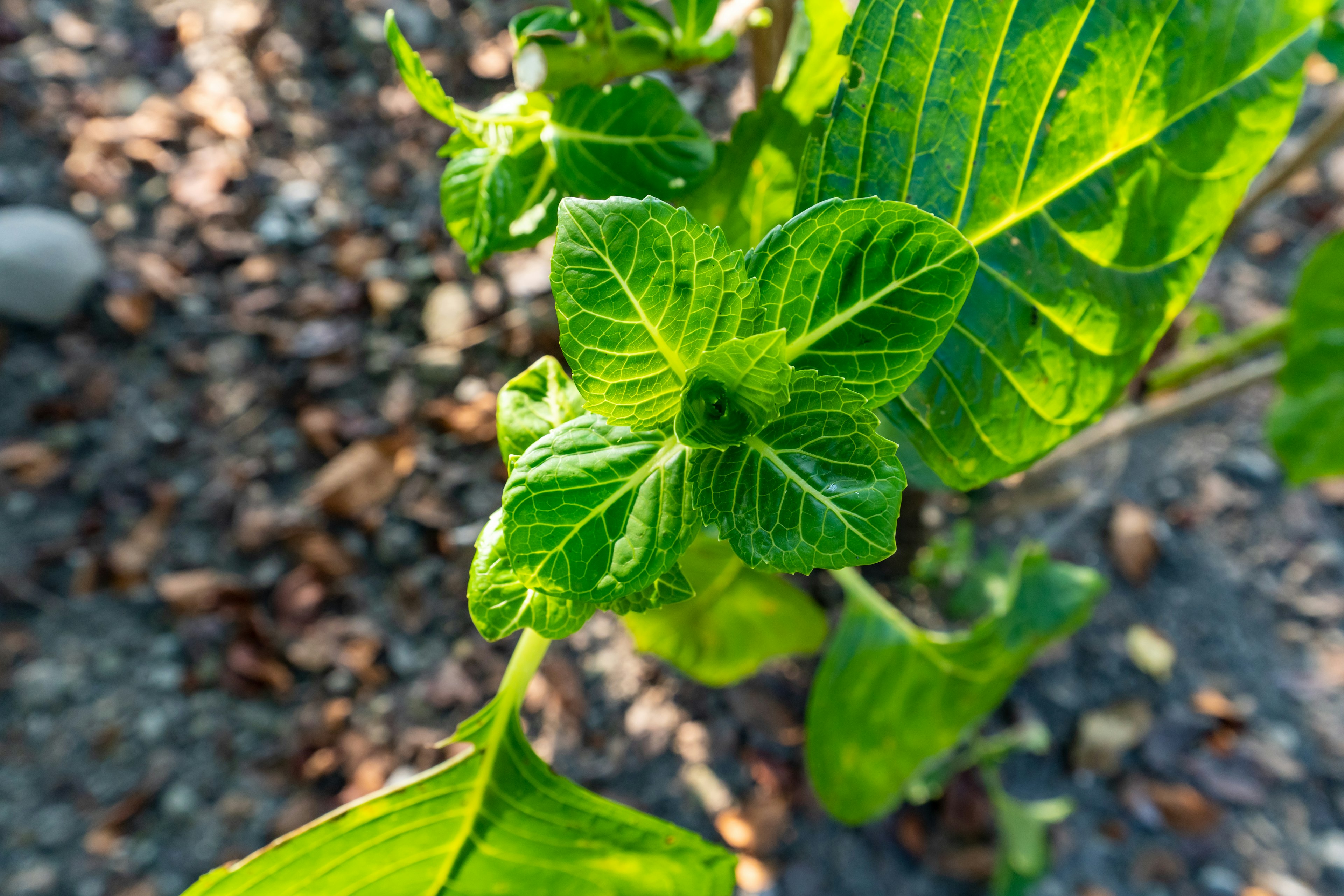 緑の葉とその細かい脈が見える植物のクローズアップ