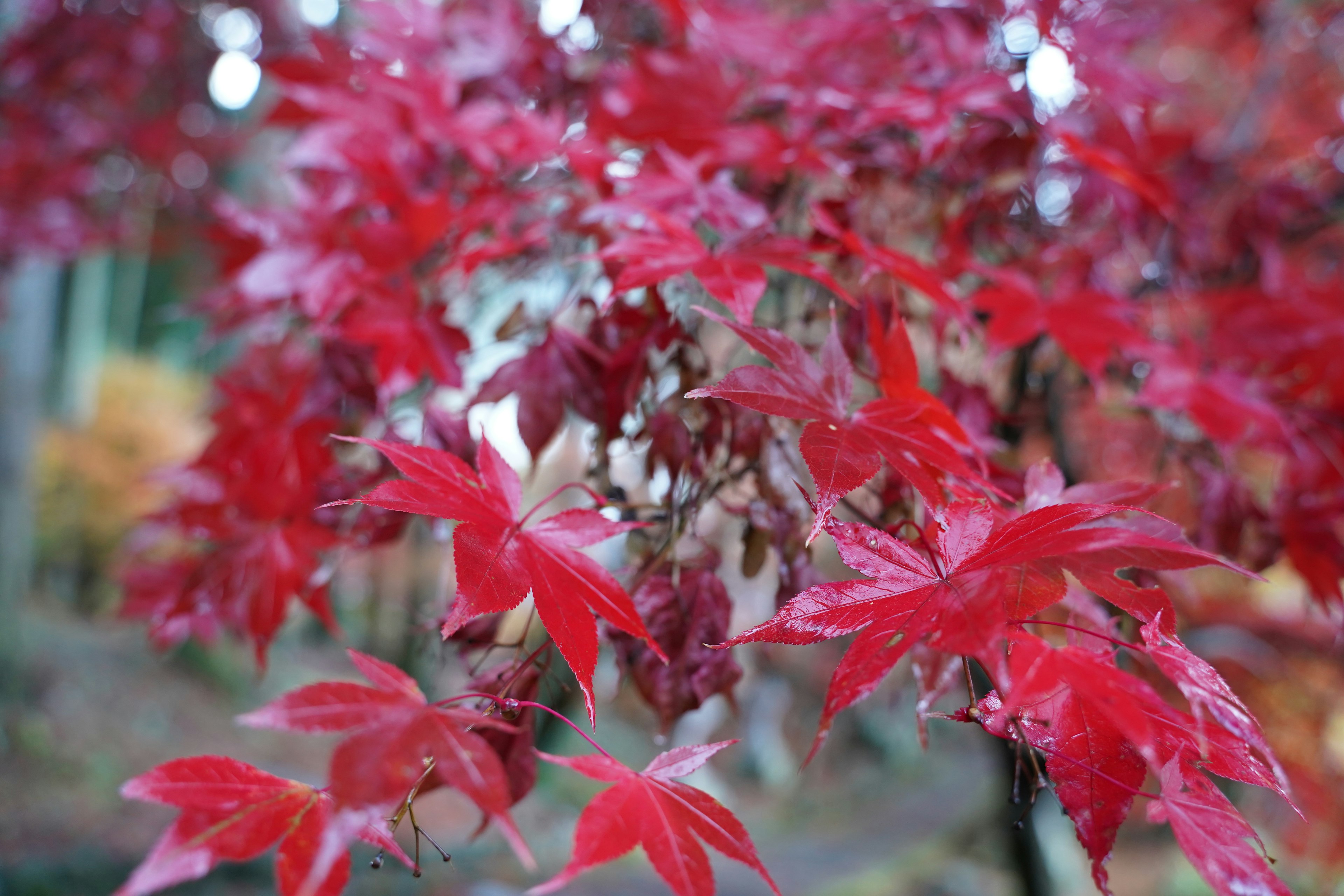 Foglie di acero rosse vivaci su un albero