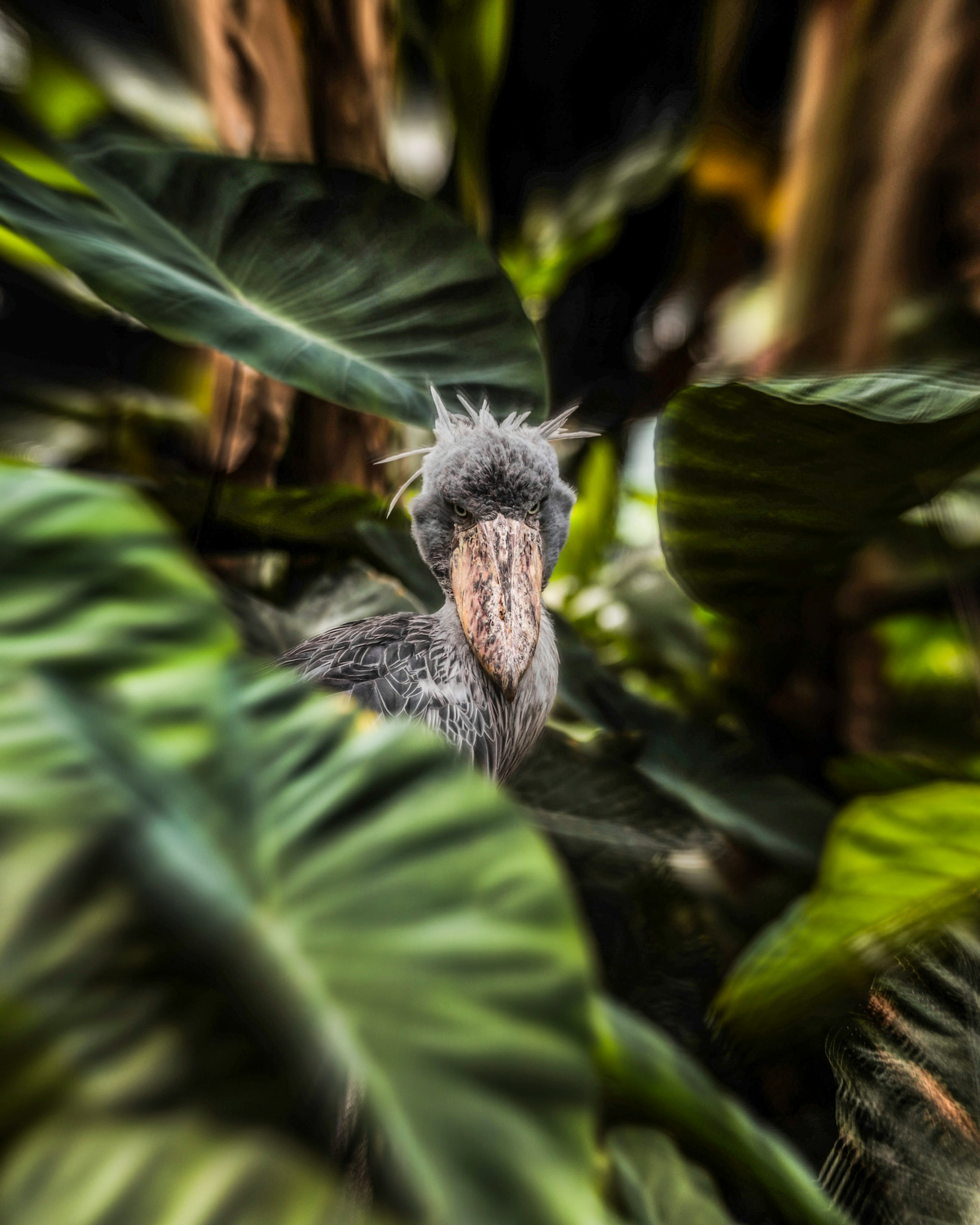 Un pájaro parecido a un pelícano asomándose entre hojas verdes