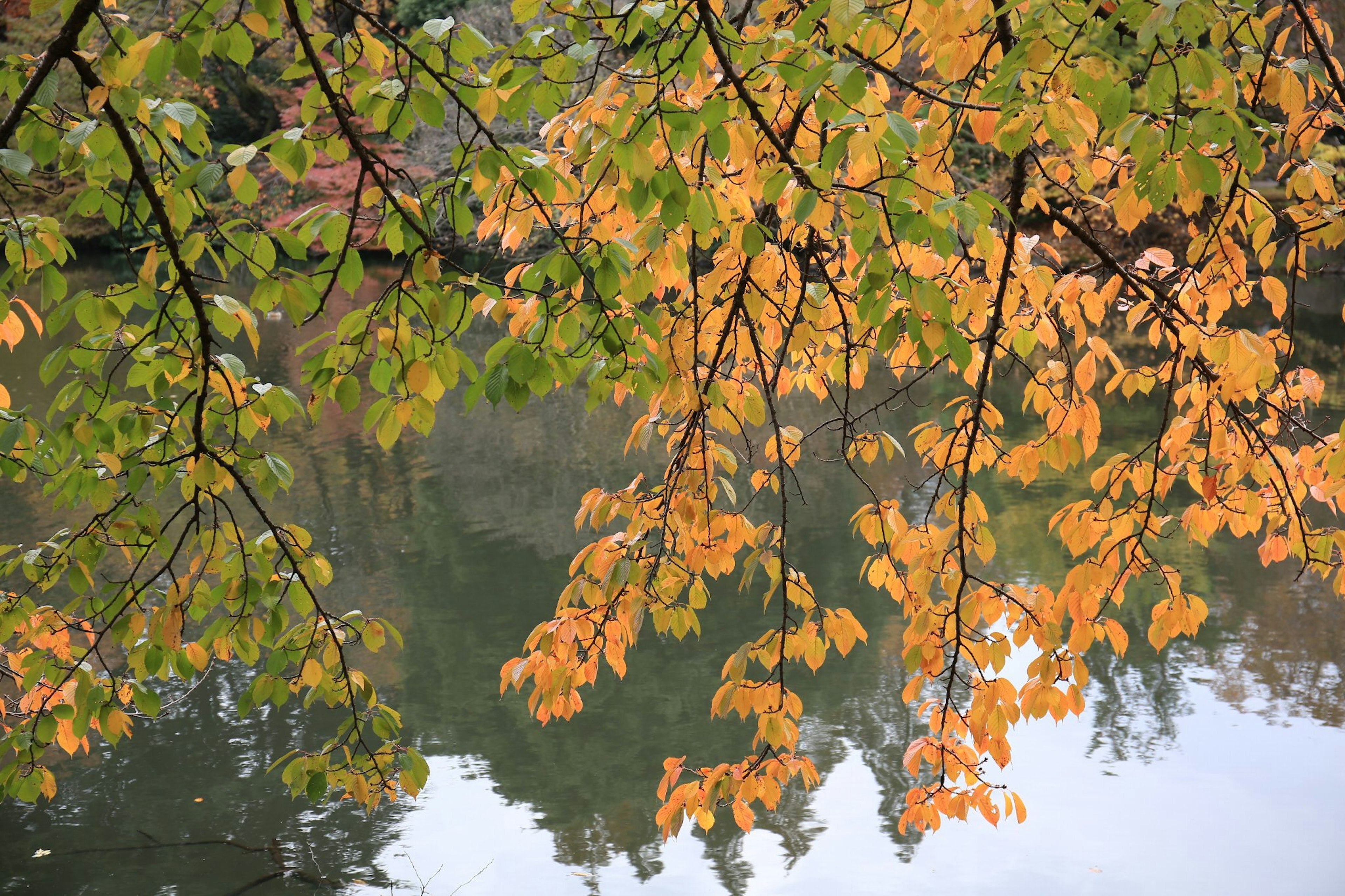 Feuilles d'automne se reflétant sur la surface de l'eau