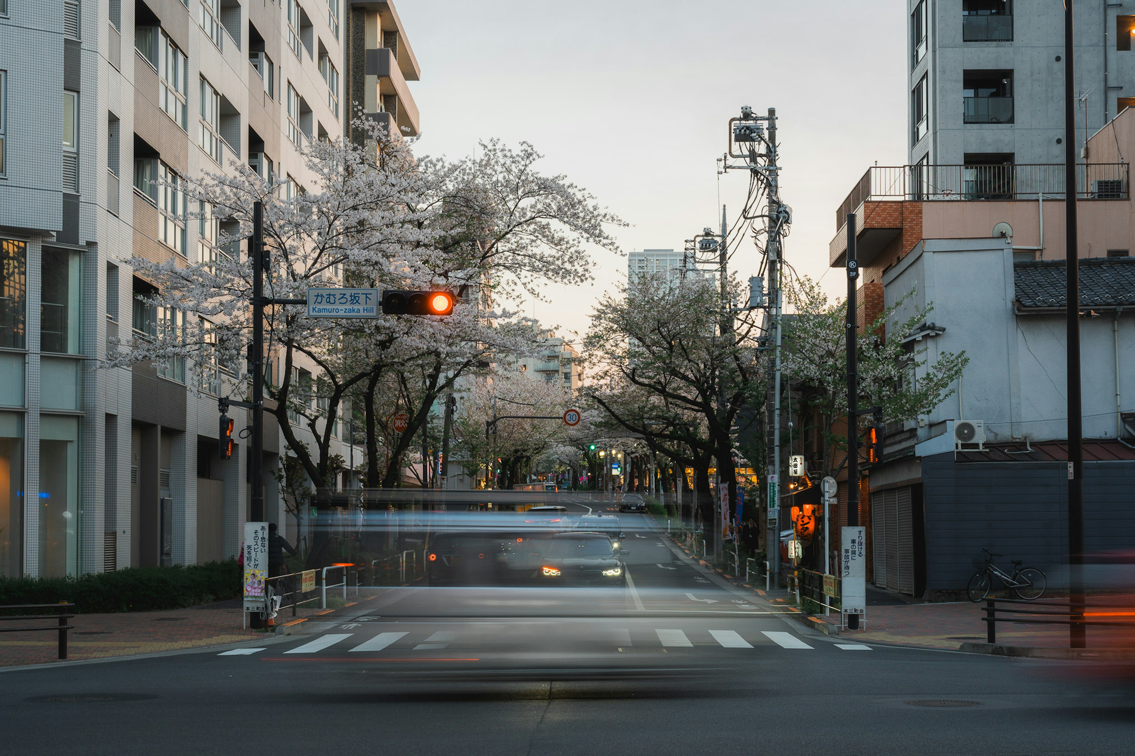 桜の木が並ぶ静かな都市の通り 複数の高層ビルと信号機が見える