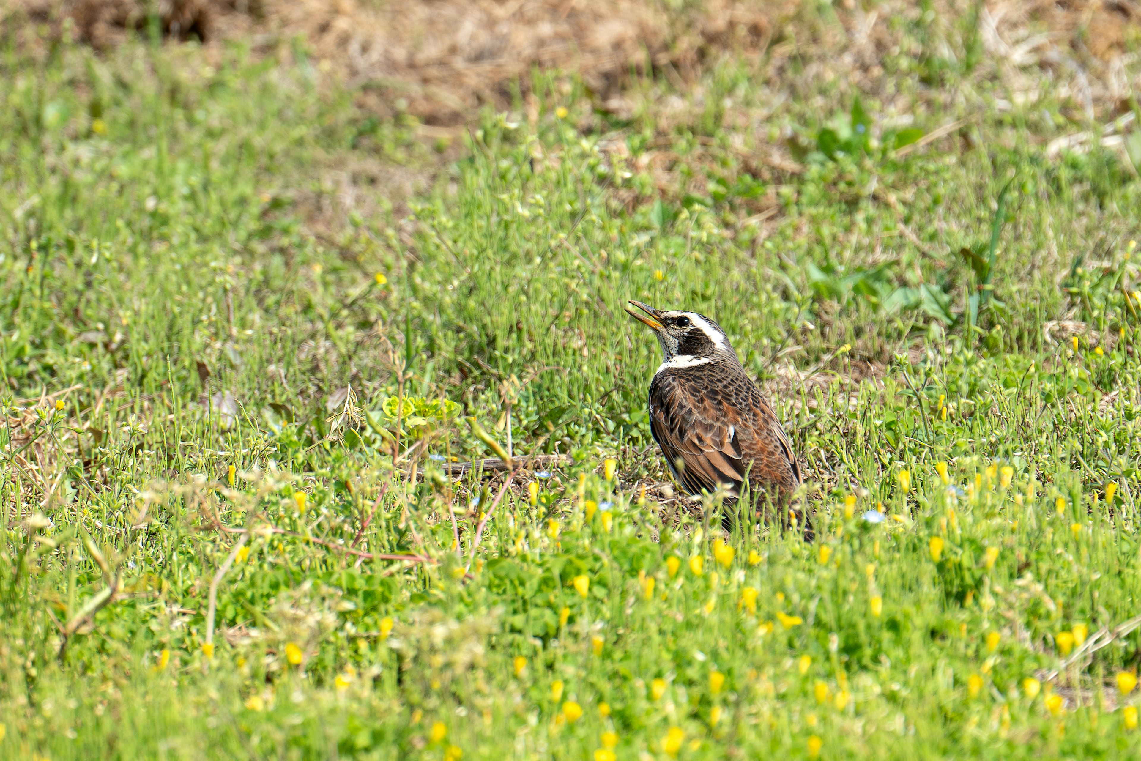 Un pájaro de pie en un campo de hierba con plumaje marrón y blanco