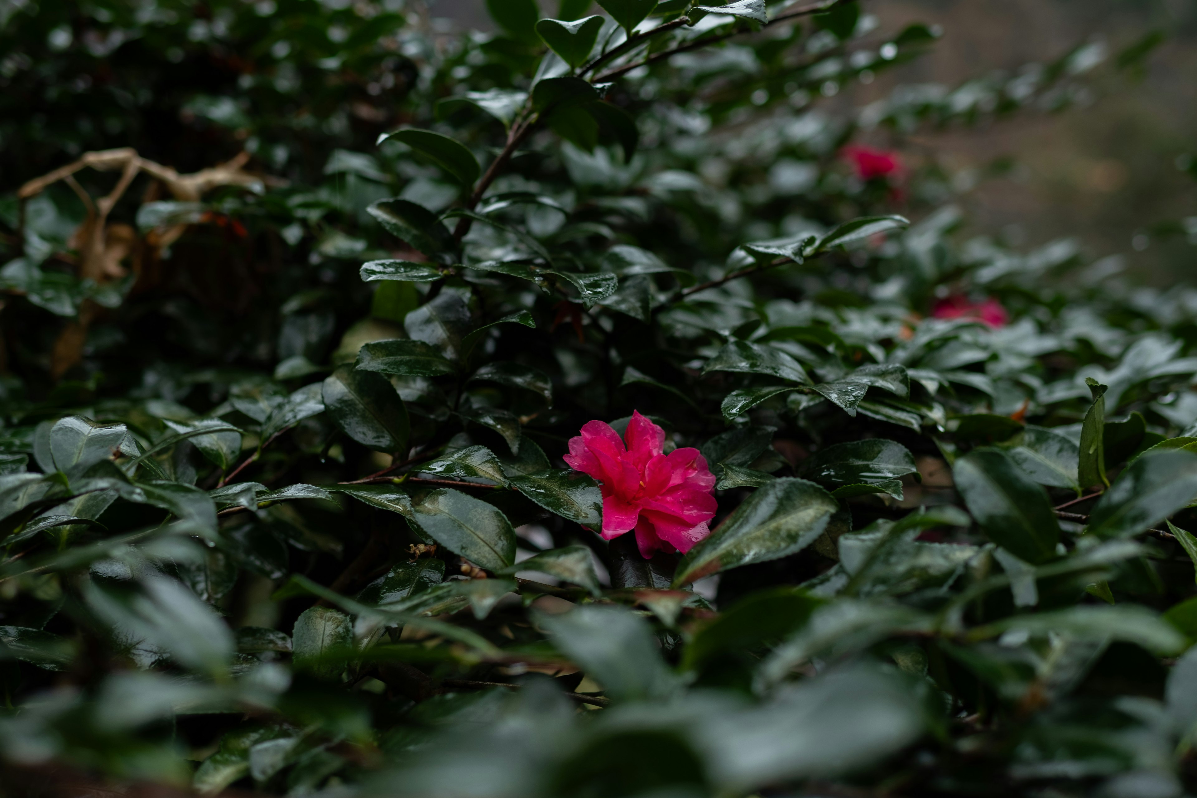 Fiore rosa vibrante che sboccia tra le foglie verdi