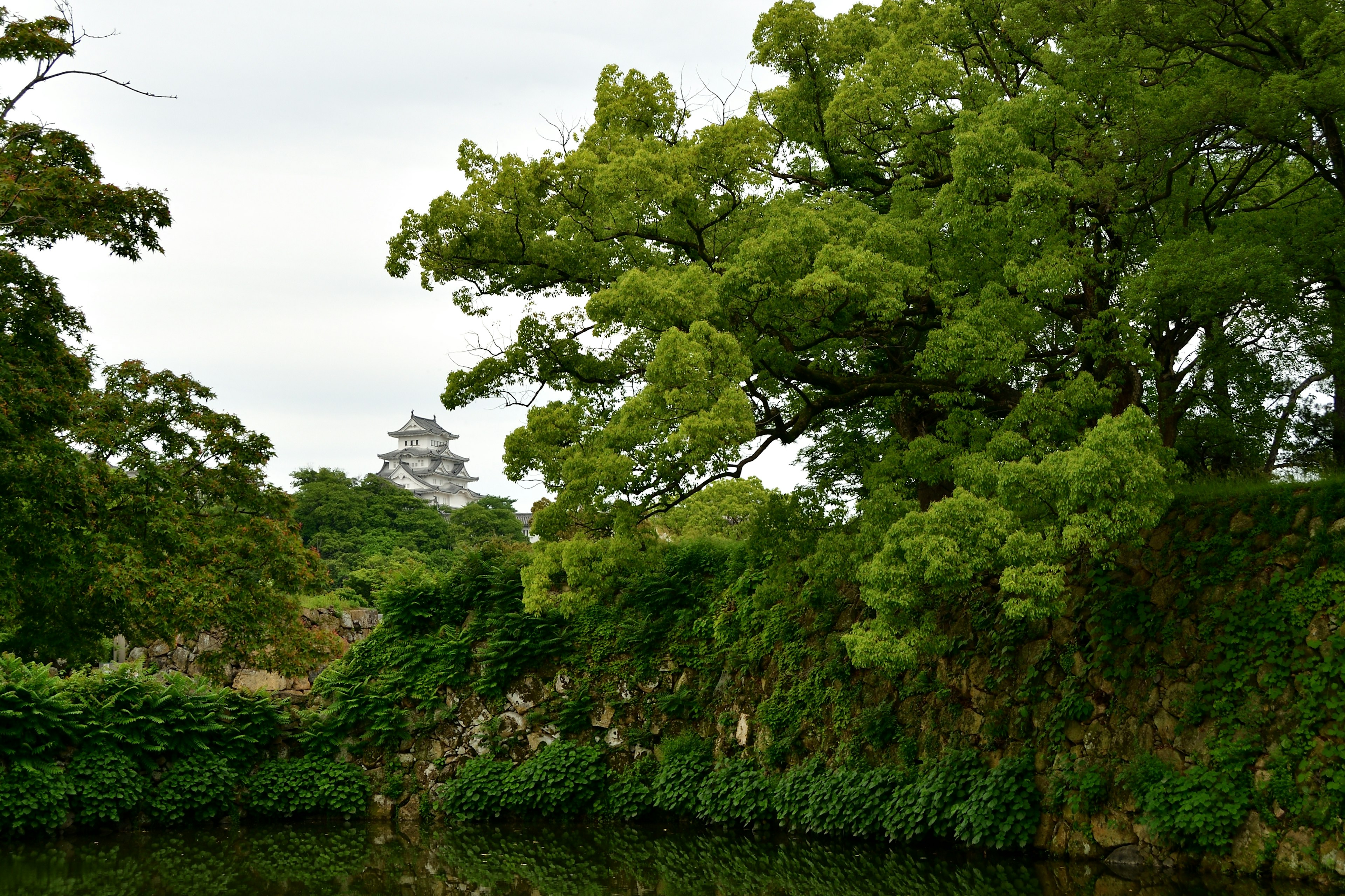 Arbres verts luxuriants encadrant une vue de château reflétée dans une eau calme