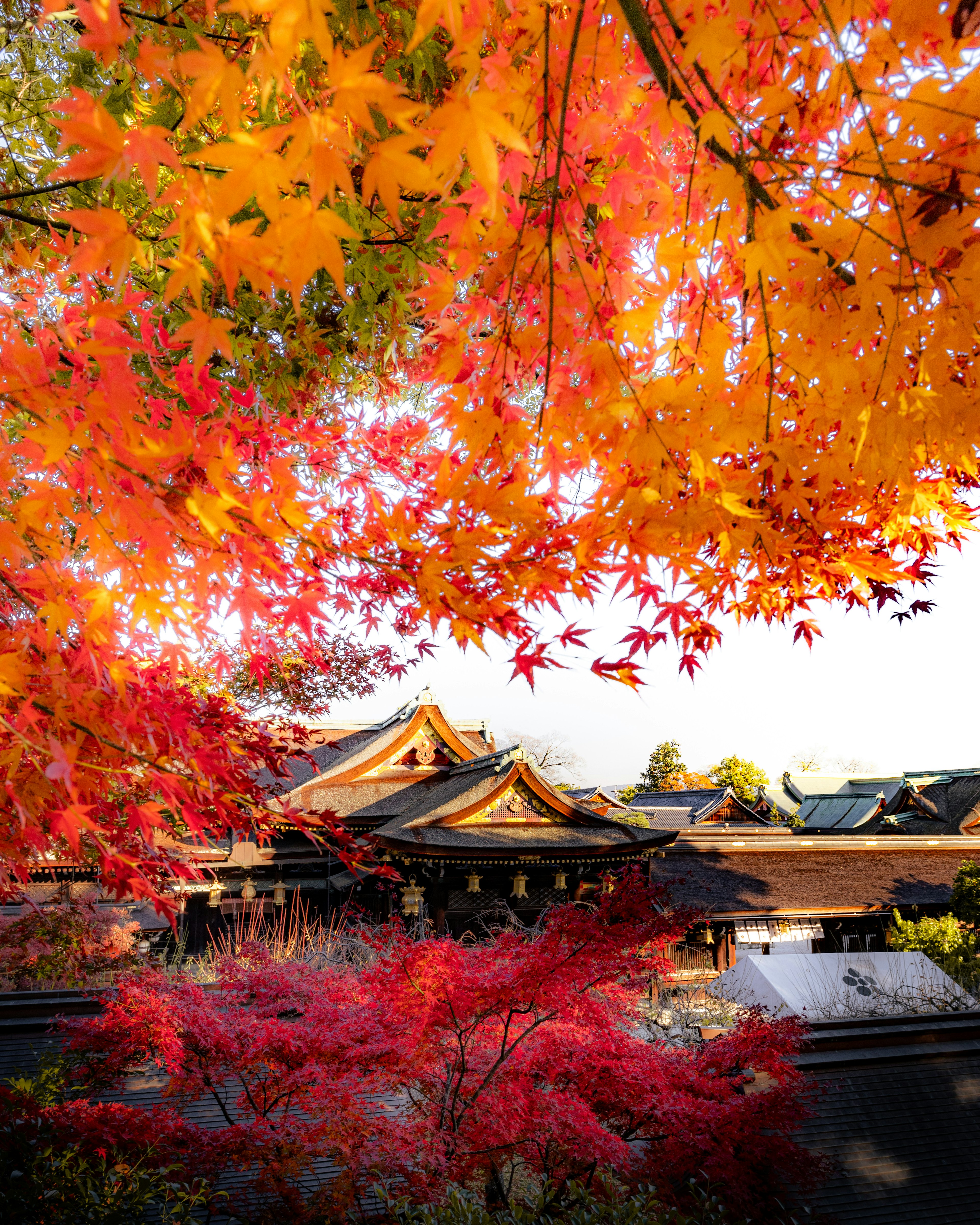 鮮やかな紅葉に囲まれた伝統的な日本の建物