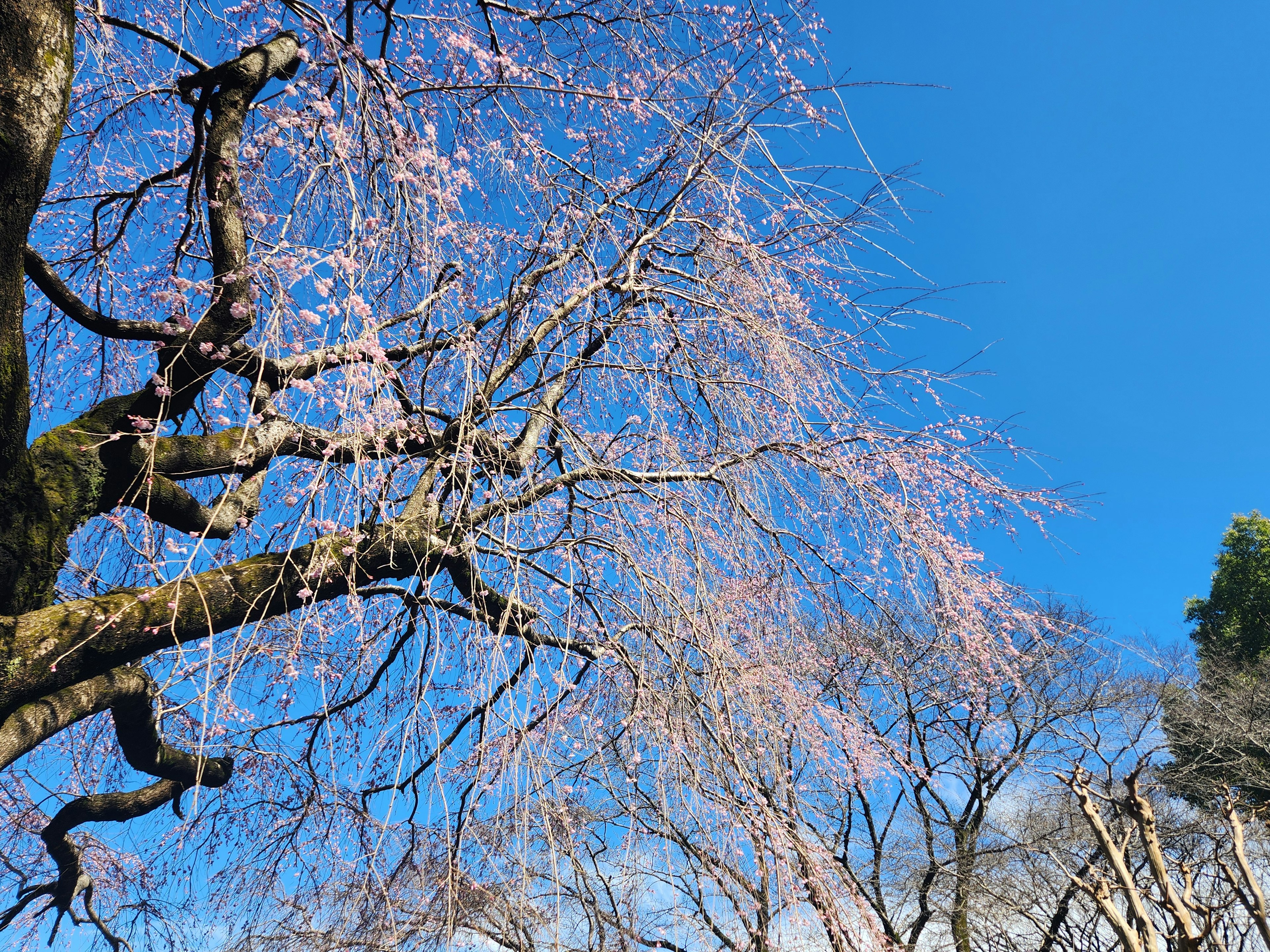 Cabang pohon sakura dengan bunga merah muda di bawah langit biru yang cerah