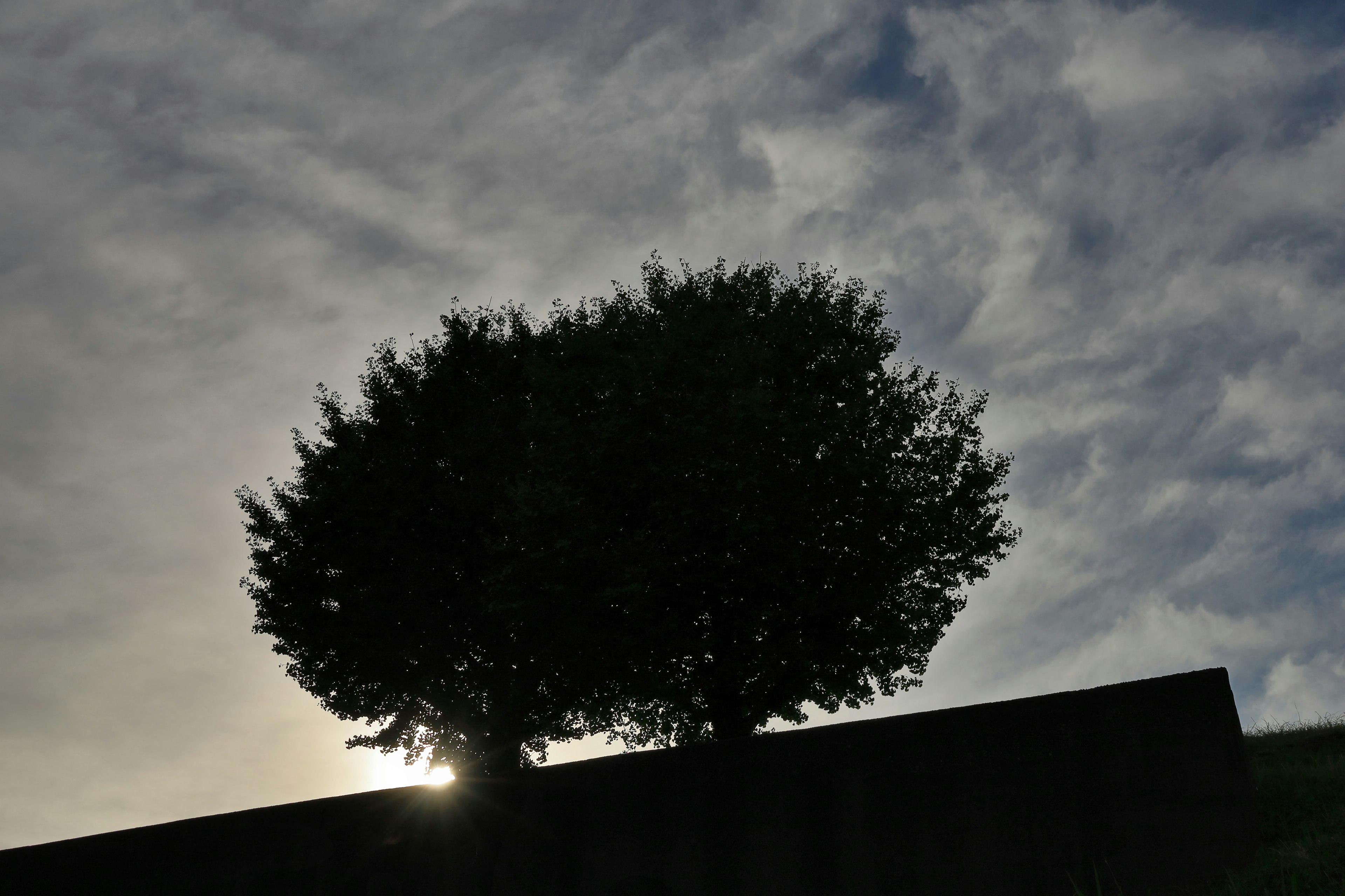 木がシルエットになり背後に太陽が輝く風景