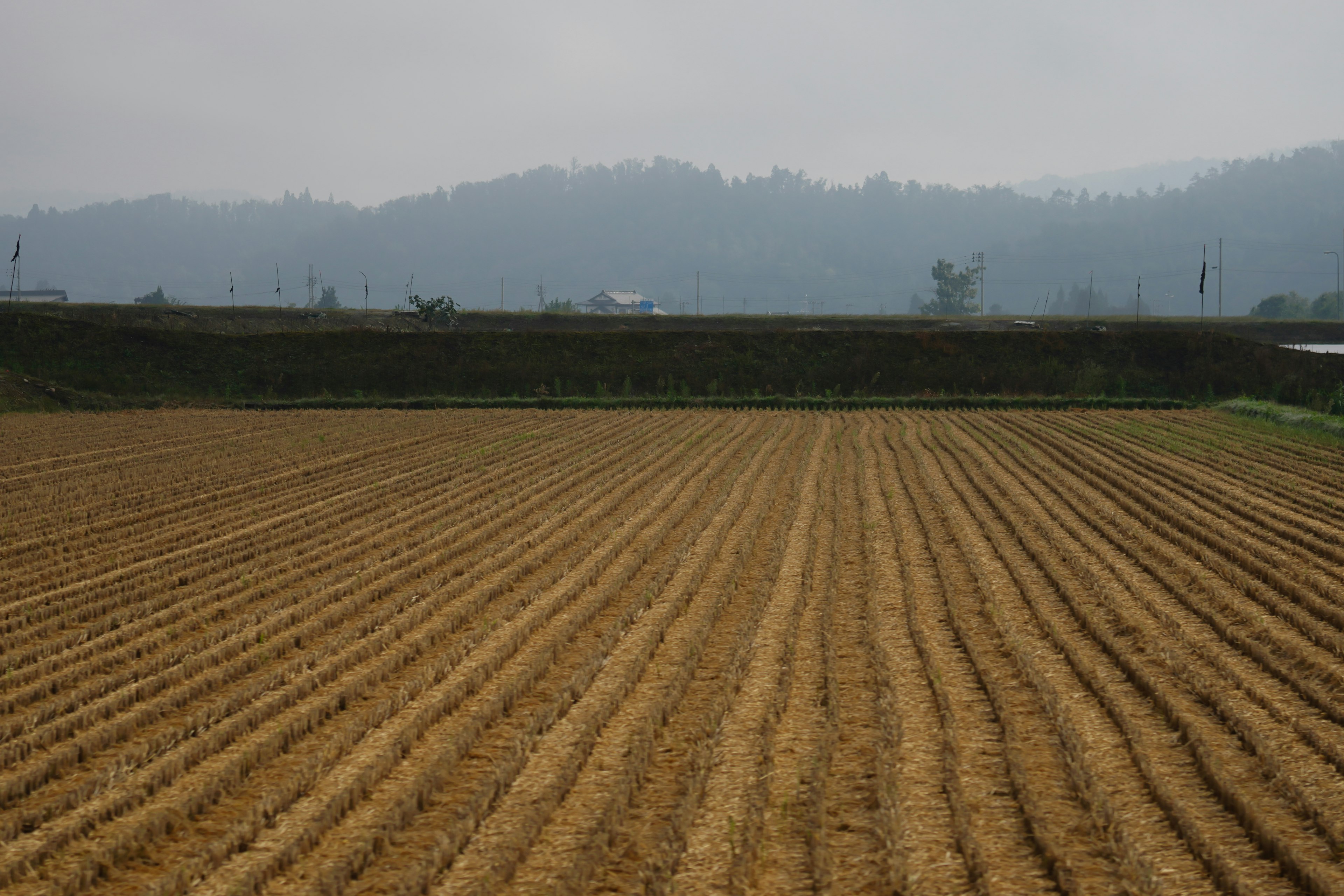 Terra agricola espansiva con file arate e montagne nebbiose sullo sfondo