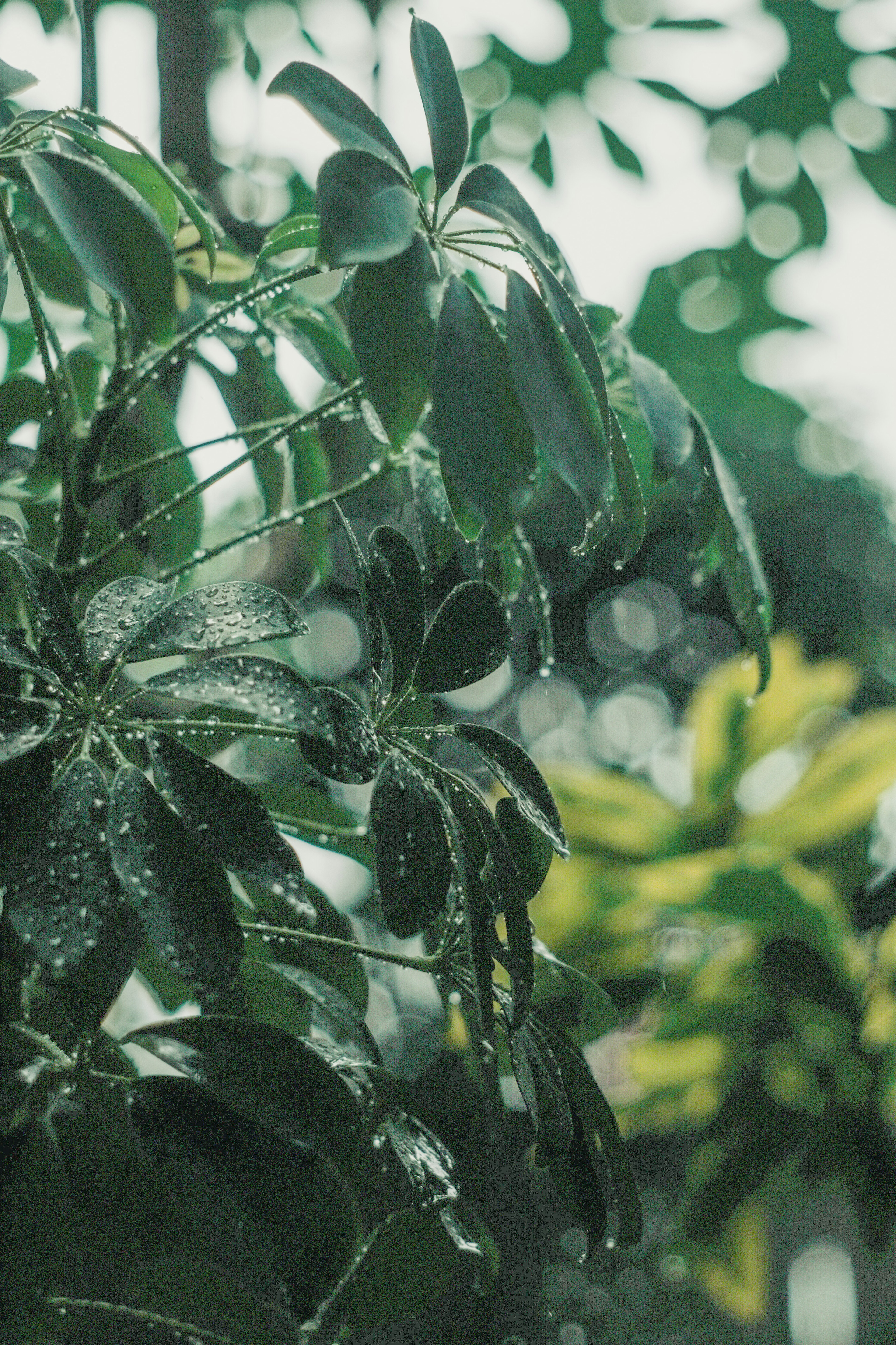 緑の葉に雨滴が残る植物のクローズアップ