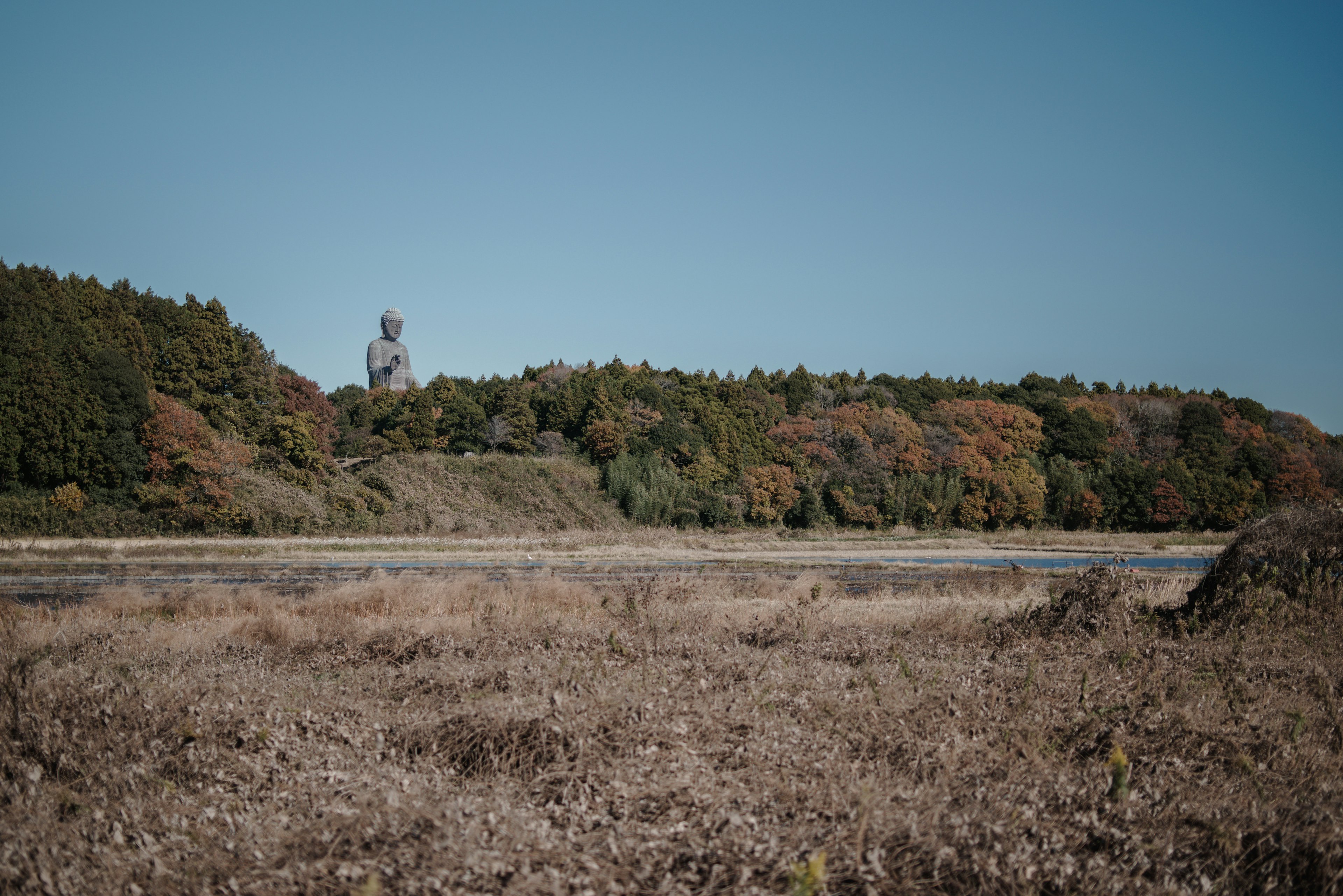 Vista panoramica di fogliame autunnale e alberi con una struttura in lontananza