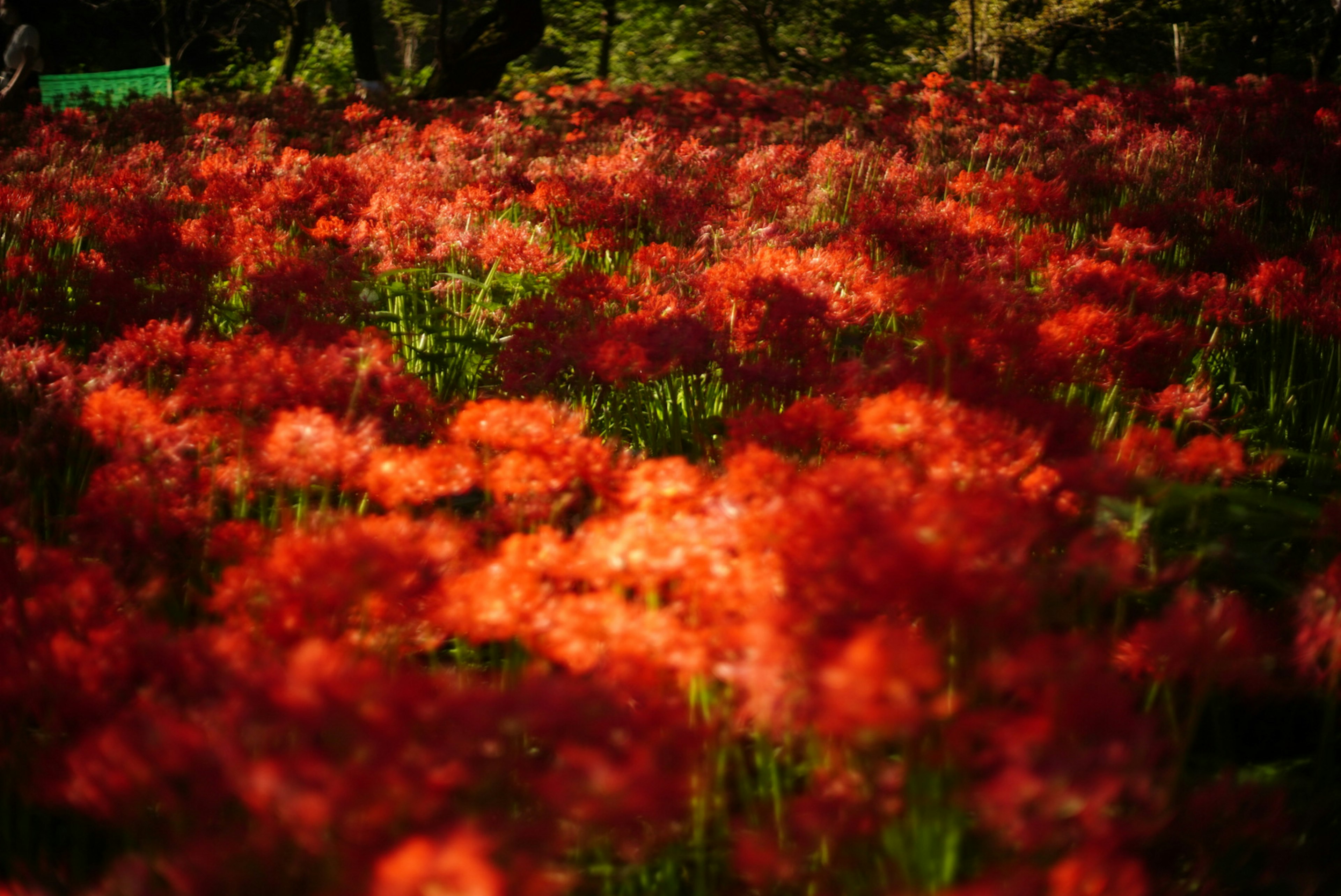 鮮やかな赤い花が咲いている広がりのある風景