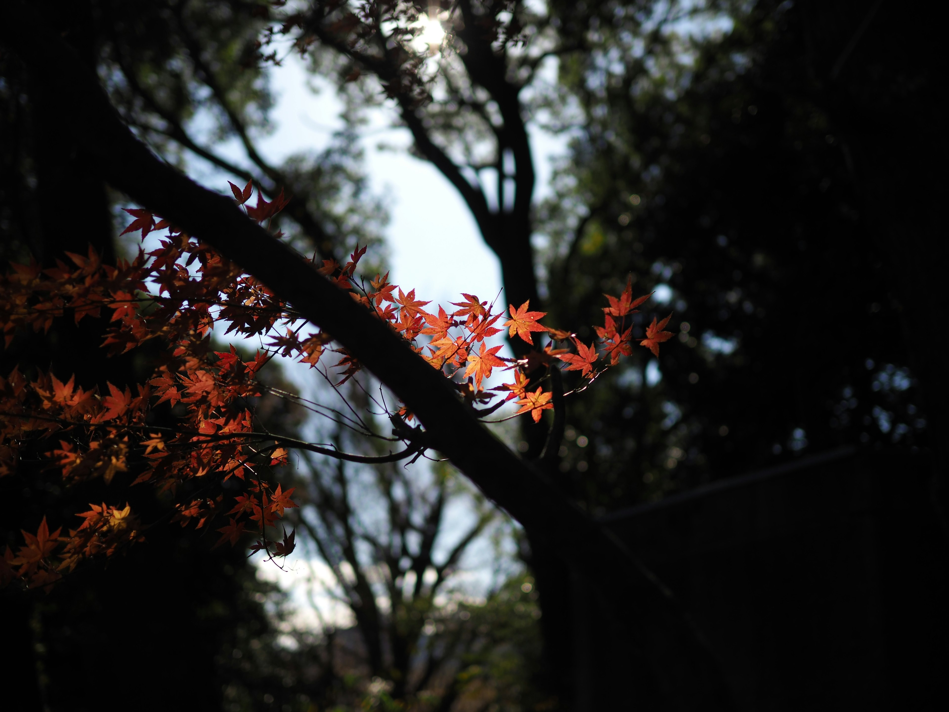 Rama con hojas de otoño vibrantes contra un fondo retroiluminado