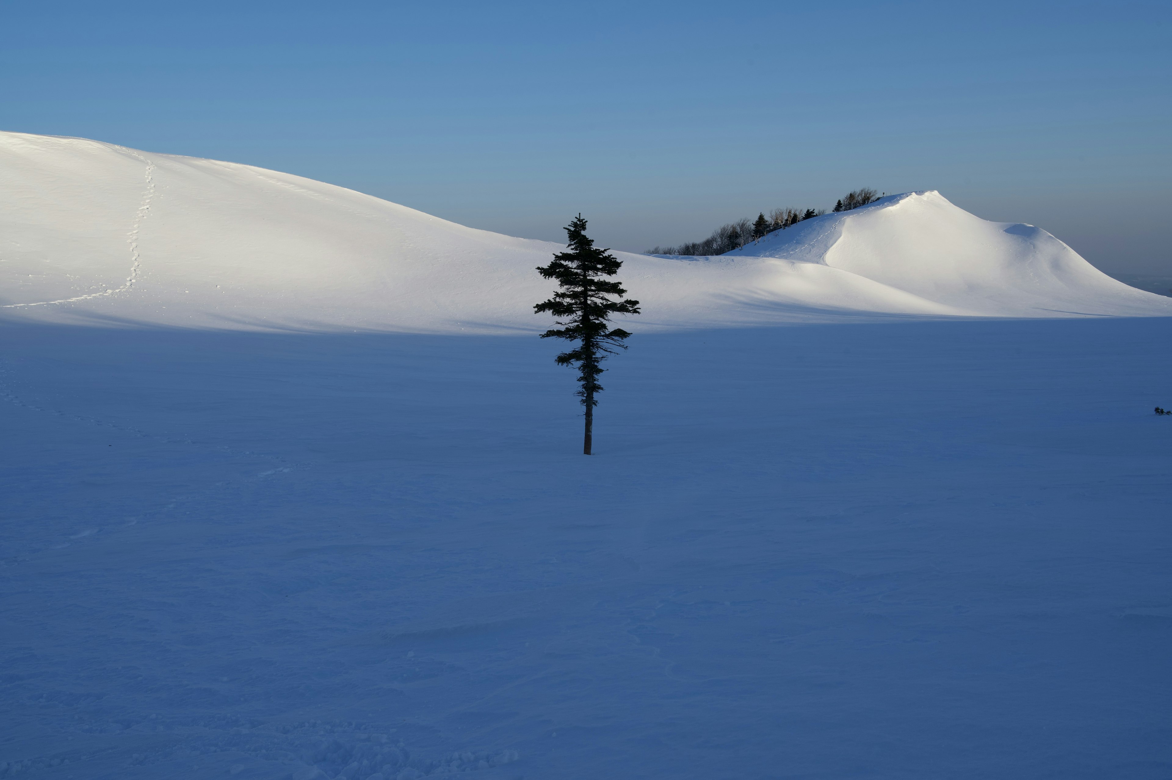 Un arbre solitaire dans un paysage enneigé sous un ciel bleu clair