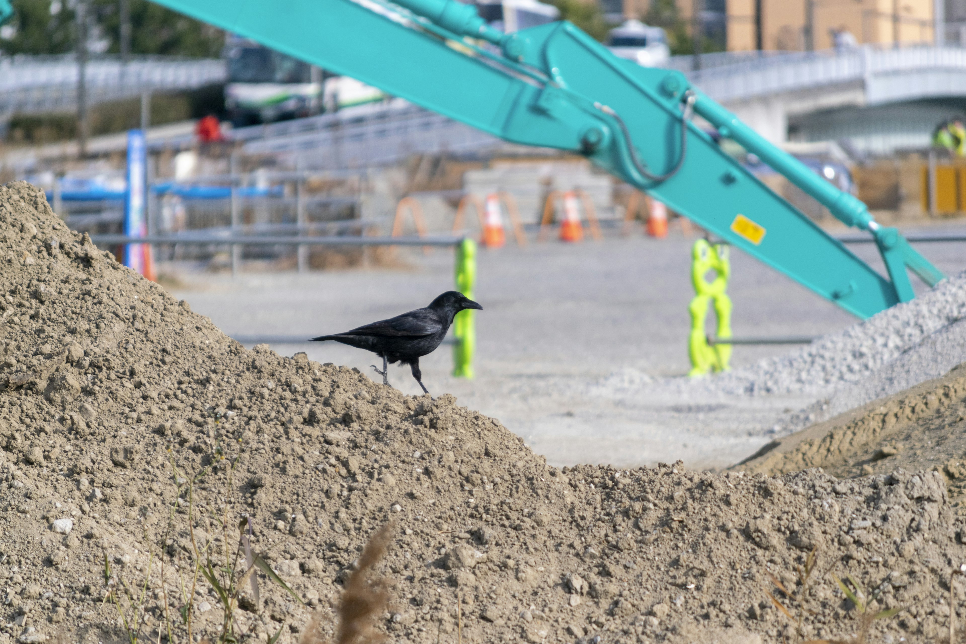 Ein schwarzer Vogel auf einem Erdhaufen an einer Baustelle mit einem grünen Kran