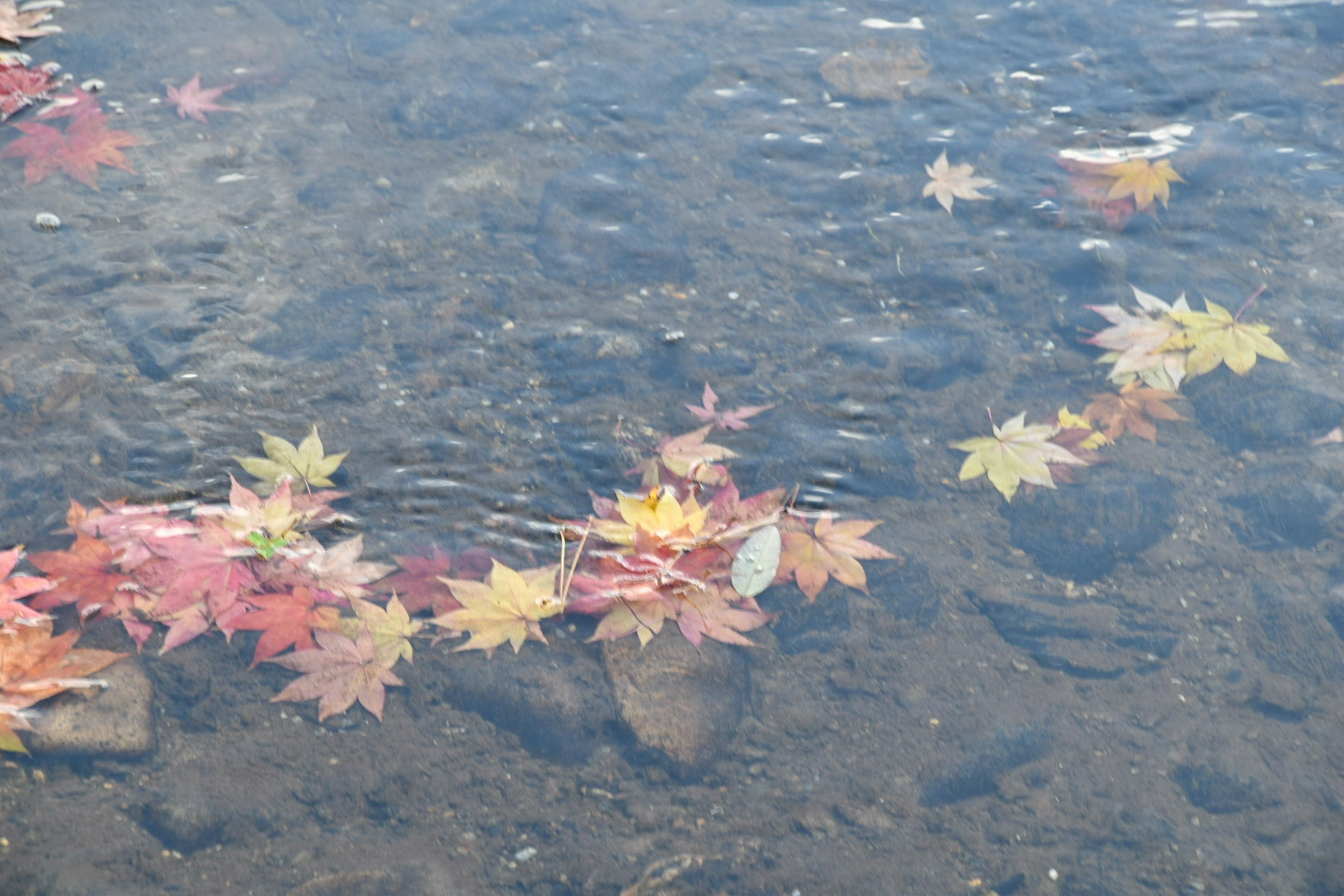 水面に浮かぶ色とりどりの落ち葉とその反射