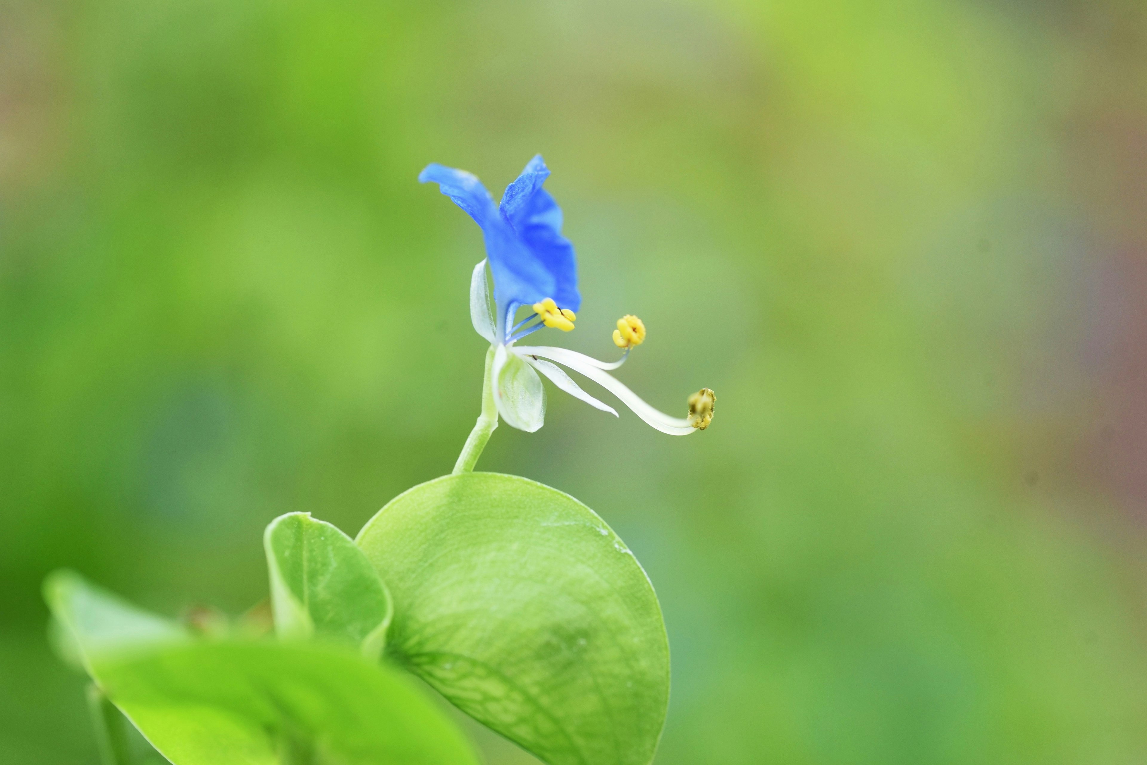 Acercamiento de una flor azul con hojas verdes