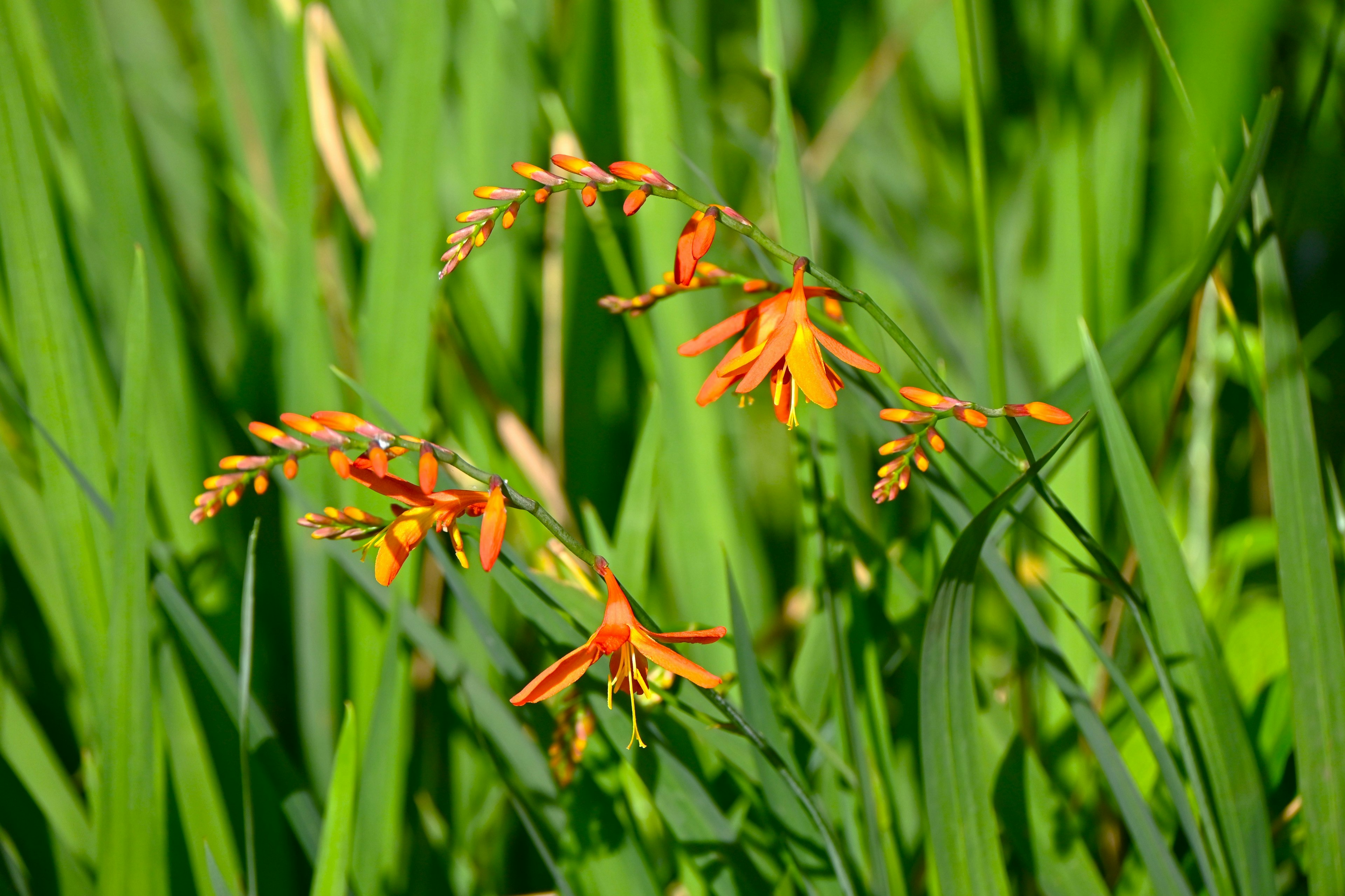 Fiori arancioni vivaci che fioriscono tra le foglie verdi