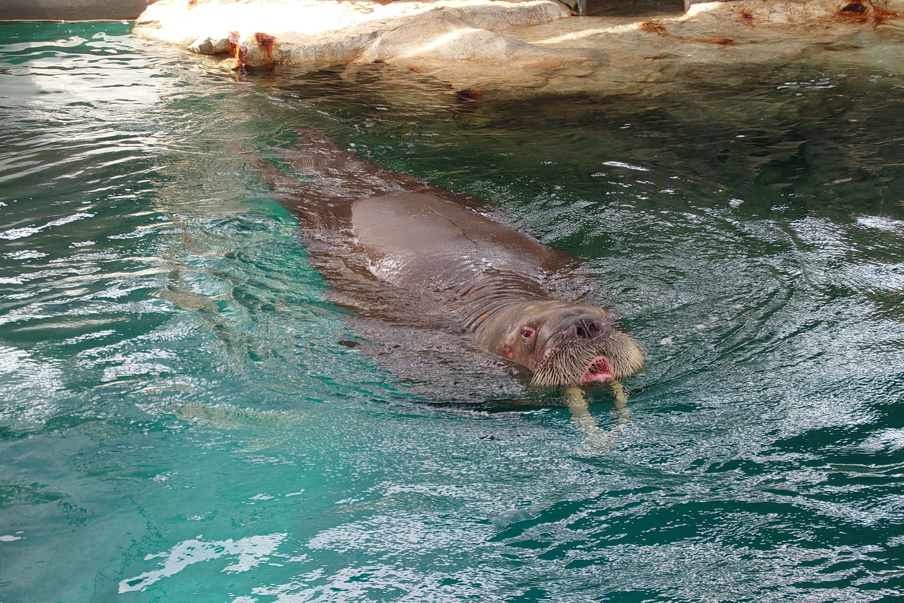 Un vispo lontra che nuota in acqua blu chiara