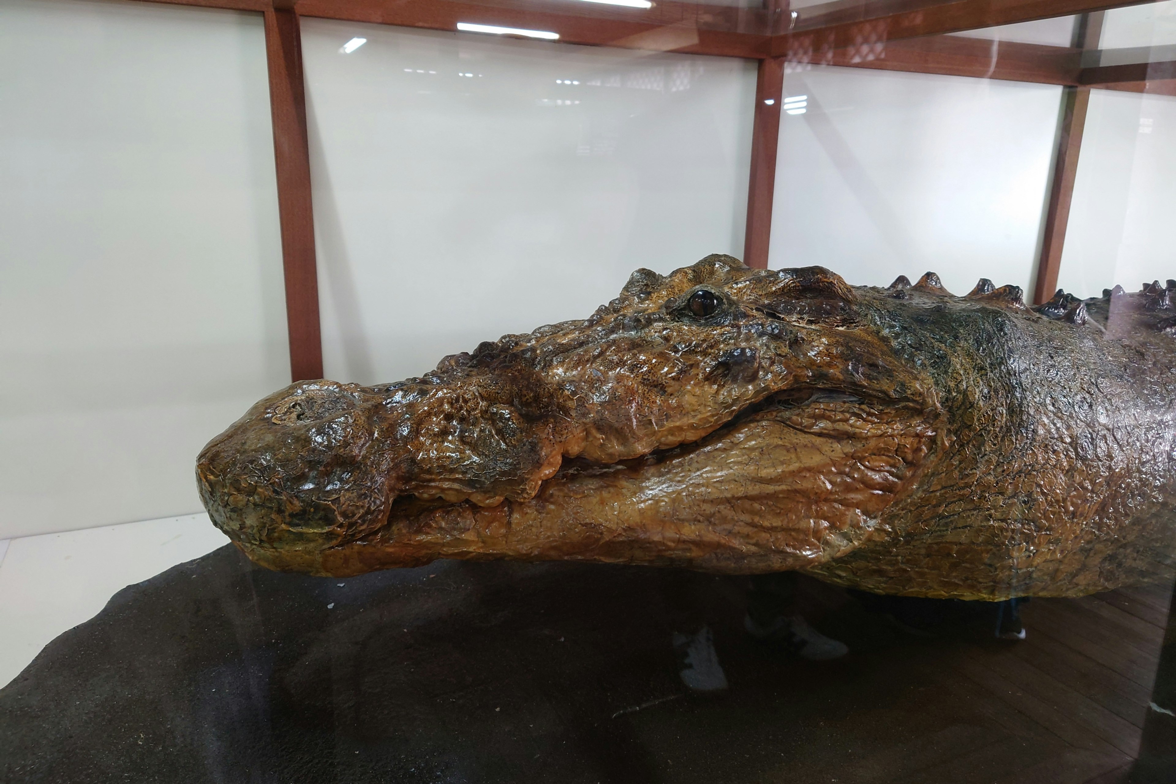 Close-up image of a crocodile's head inside a glass case