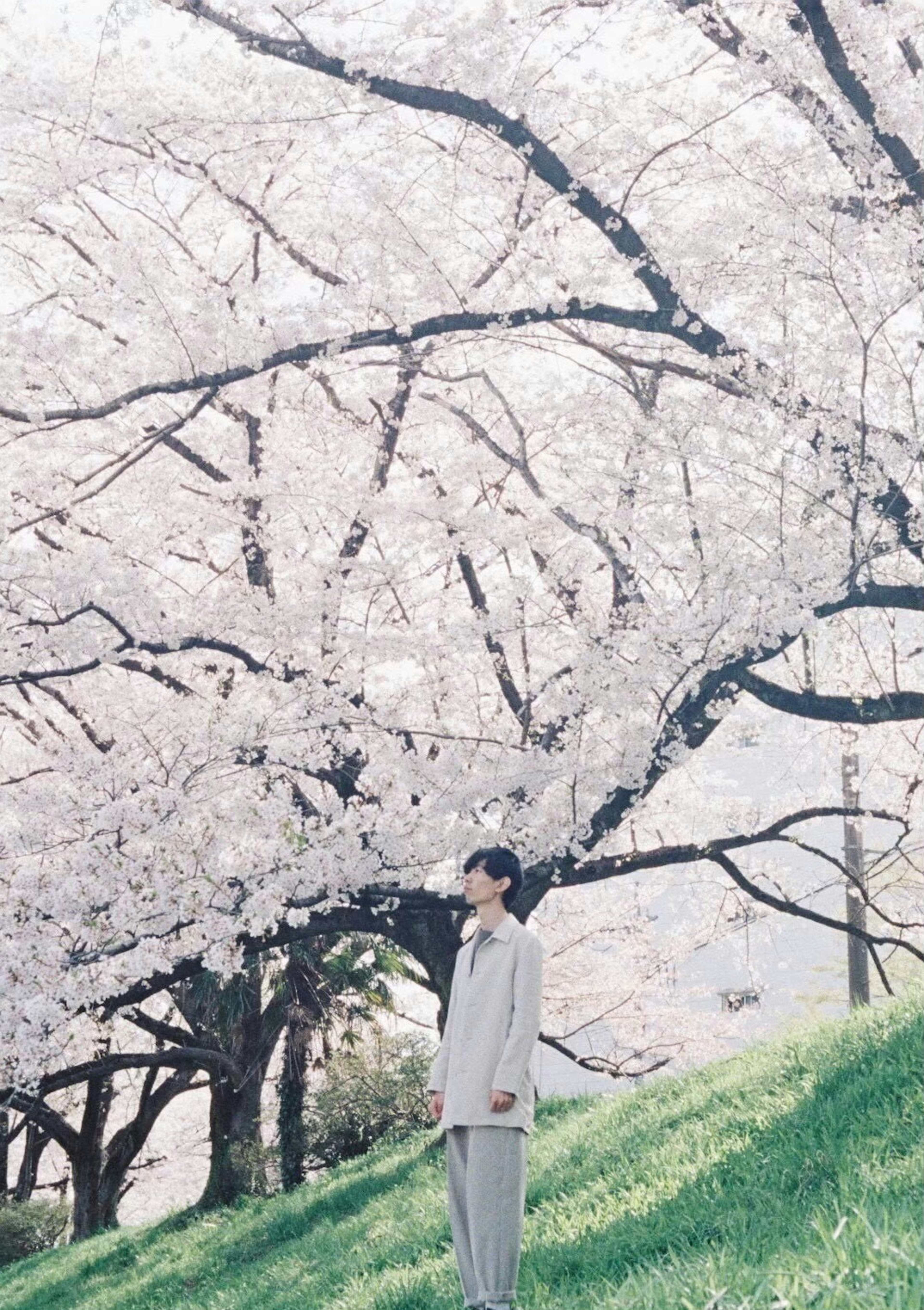 Person standing under cherry blossom trees with soft colors