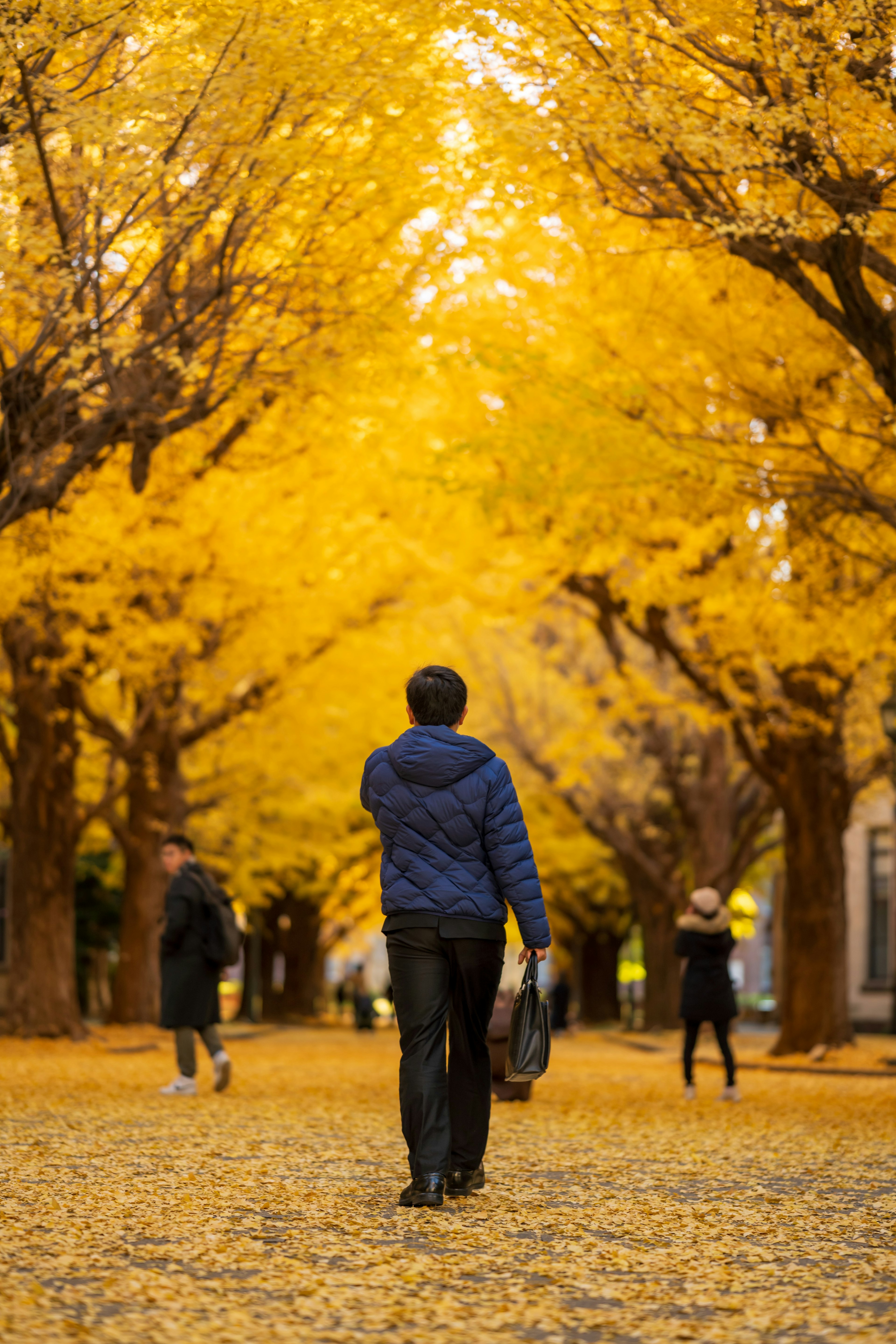 People walking on a tree-lined path covered with yellow leaves