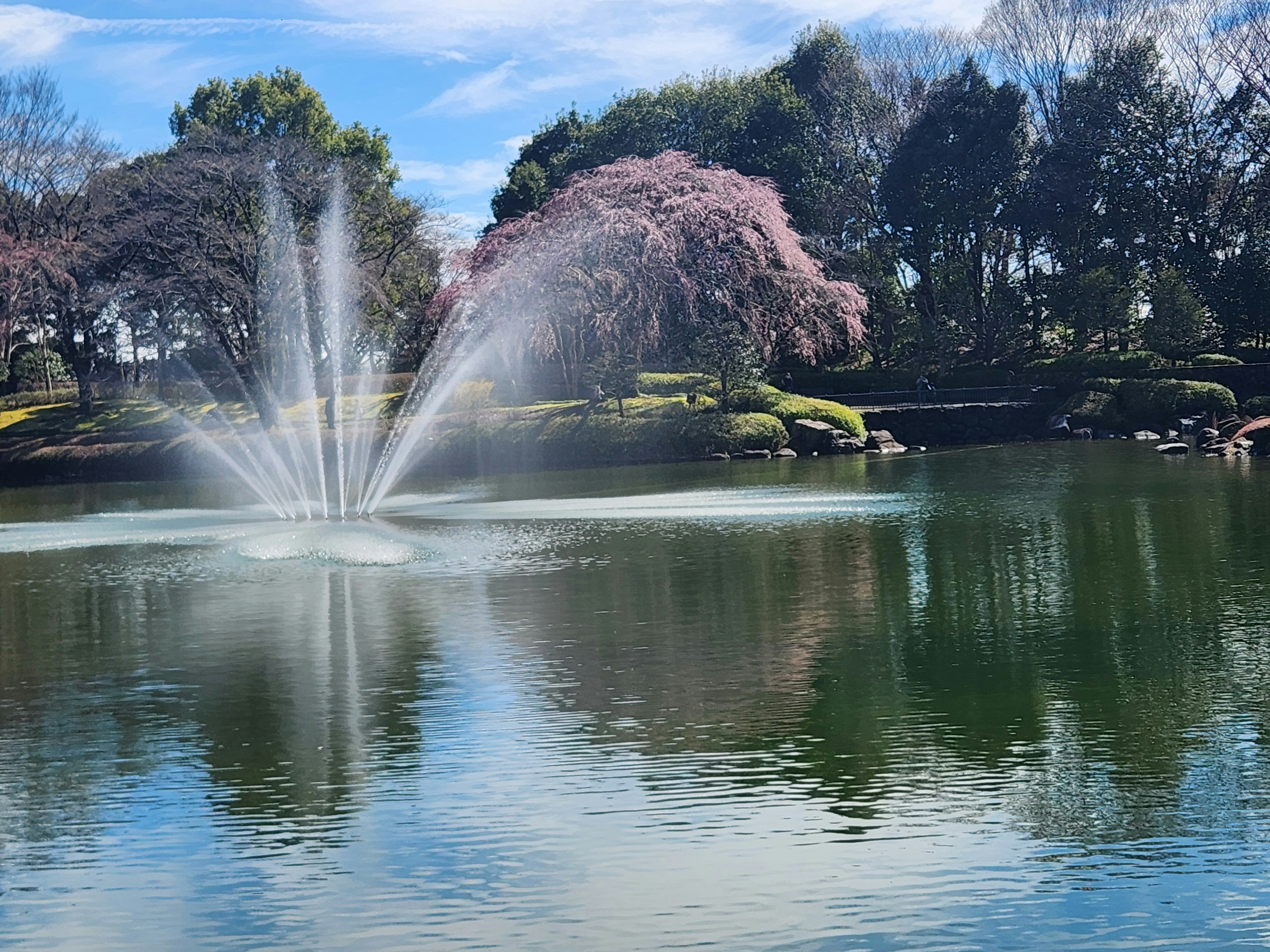 公園池塘中噴泉和櫻花樹的美麗景色