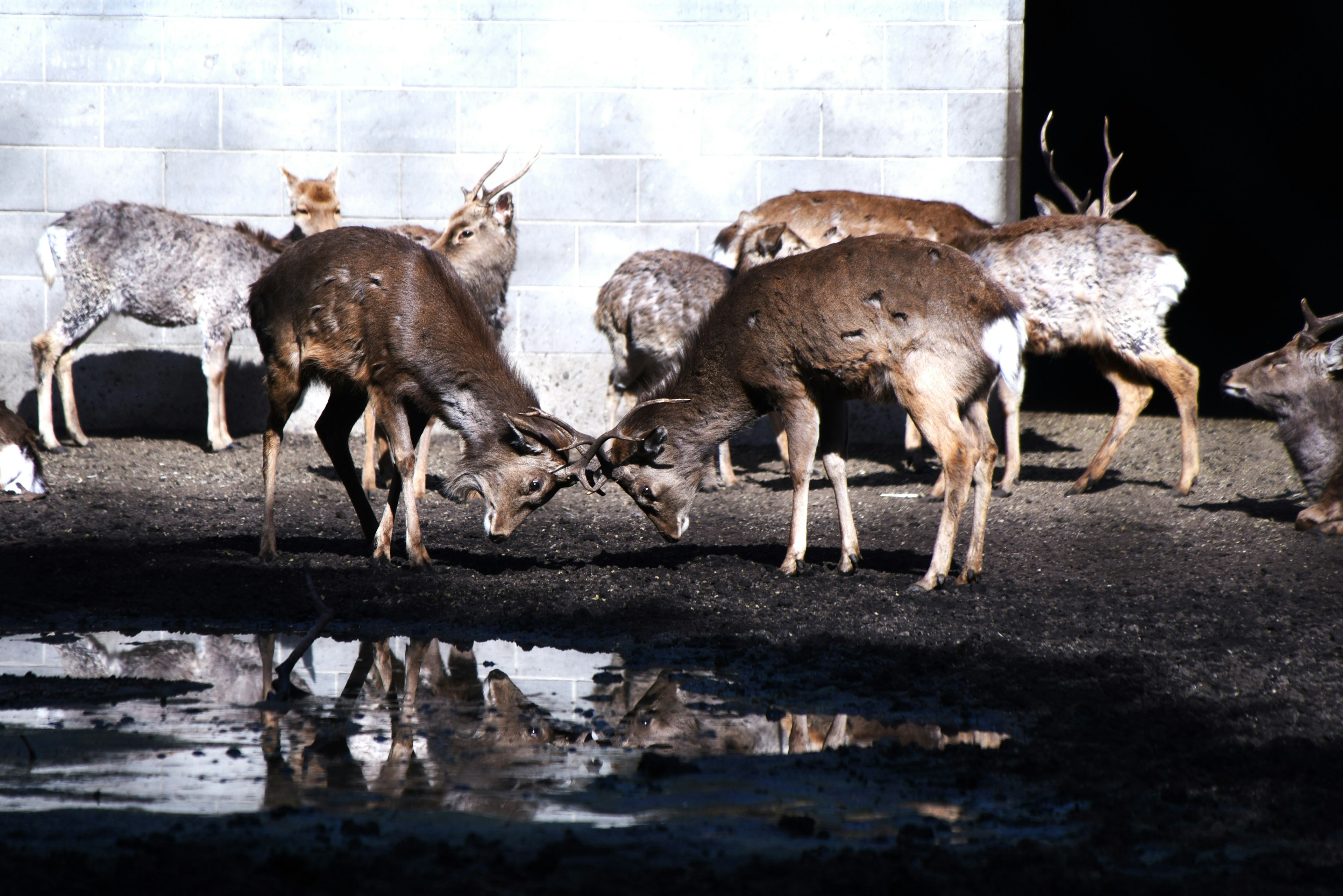 Rehe, die sich mit ihren Geweihen neben einer Pfütze messen