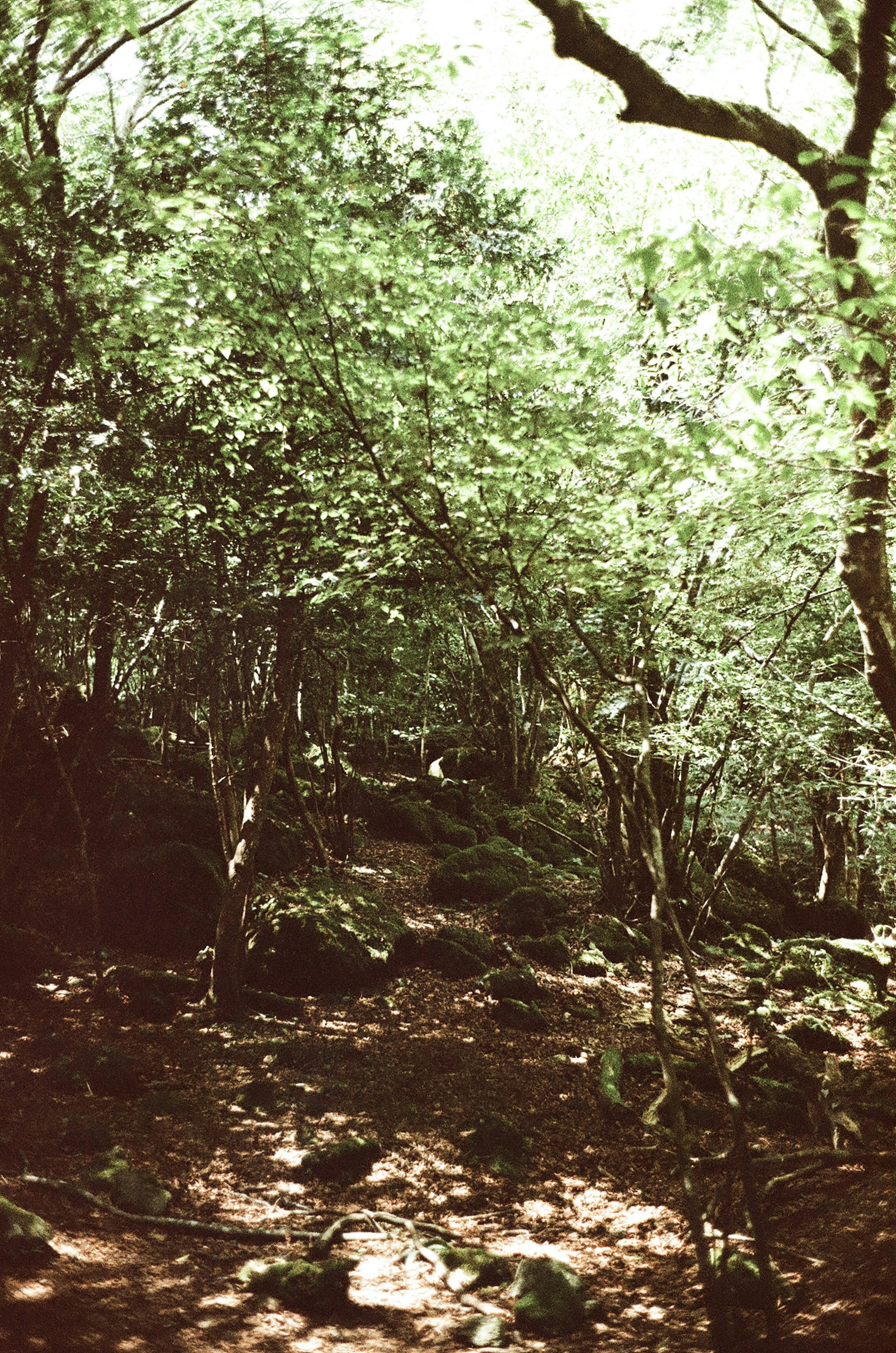 Un sentier forestier serein entouré de verdure luxuriante